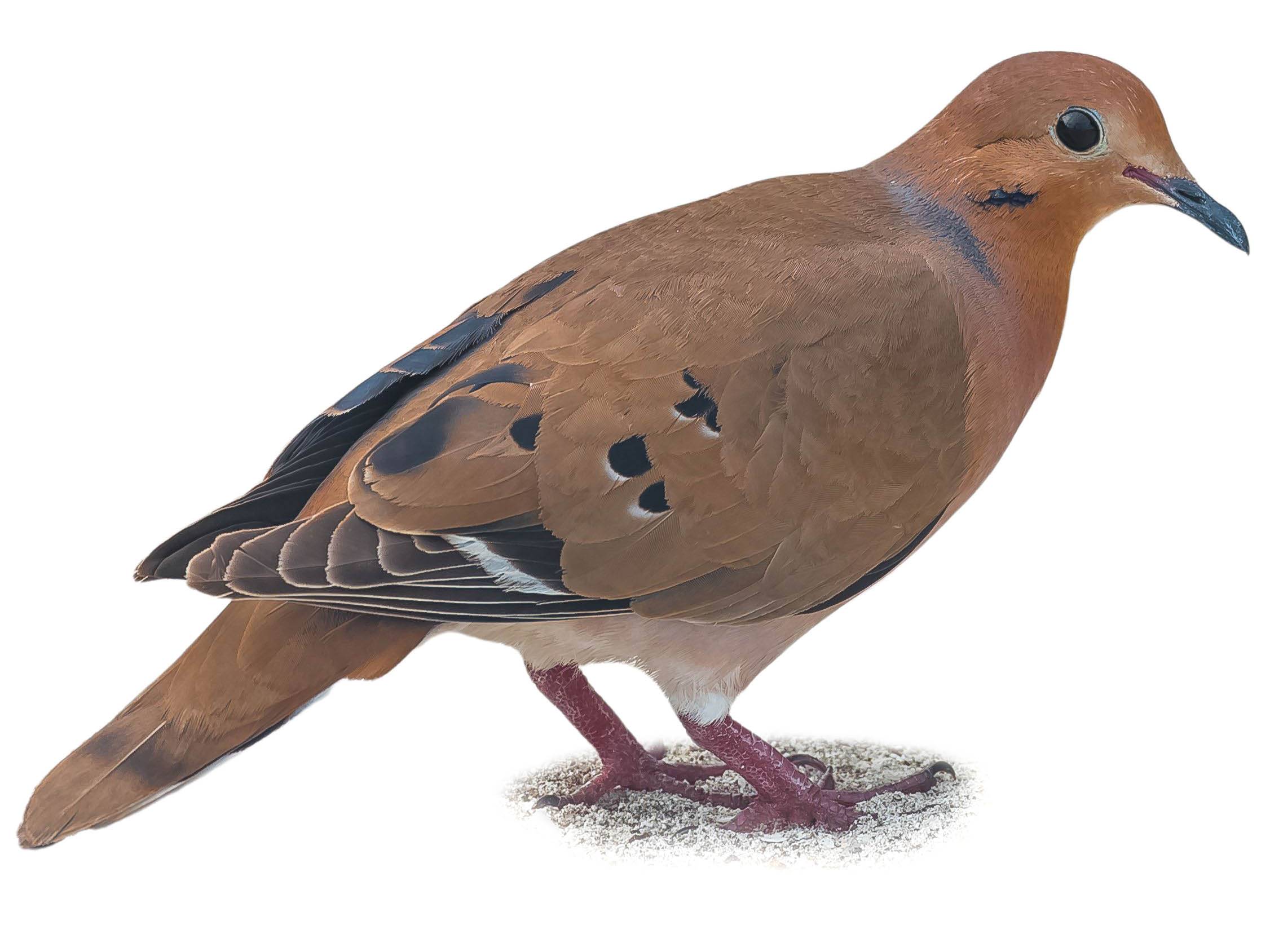 A photo of a Zenaida Dove (Zenaida aurita)