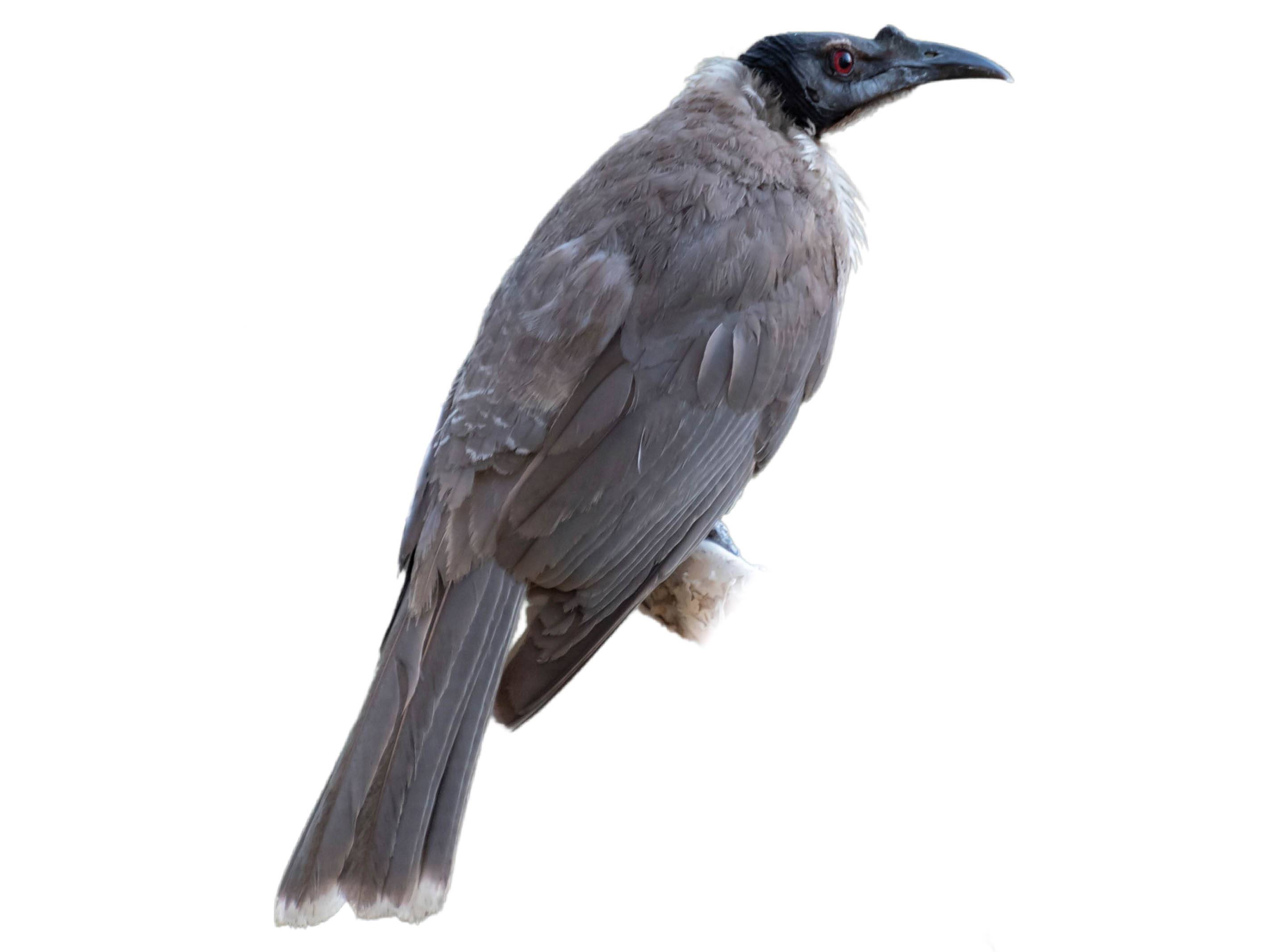 A photo of a Noisy Friarbird (Philemon corniculatus)