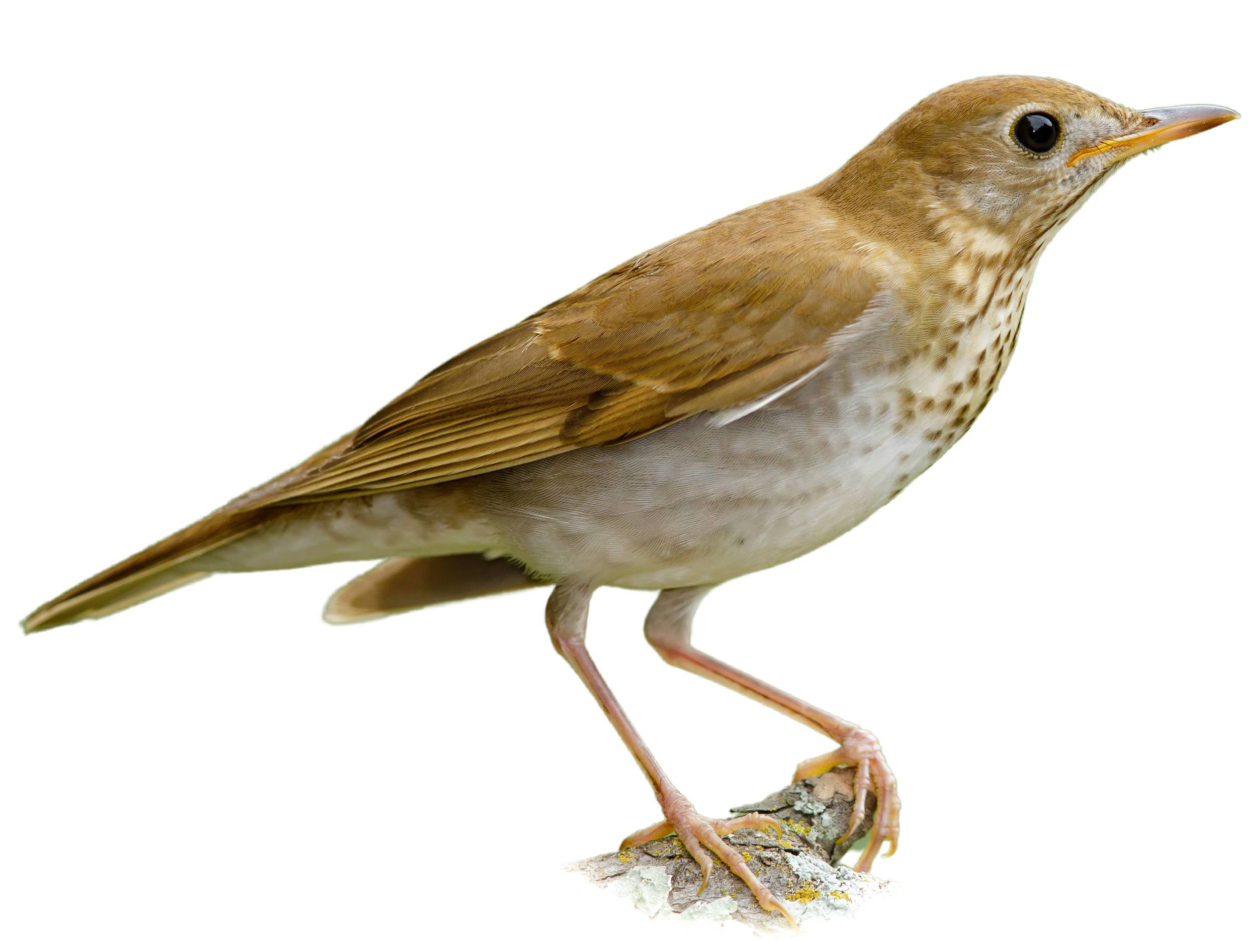 A photo of a Veery (Catharus fuscescens)