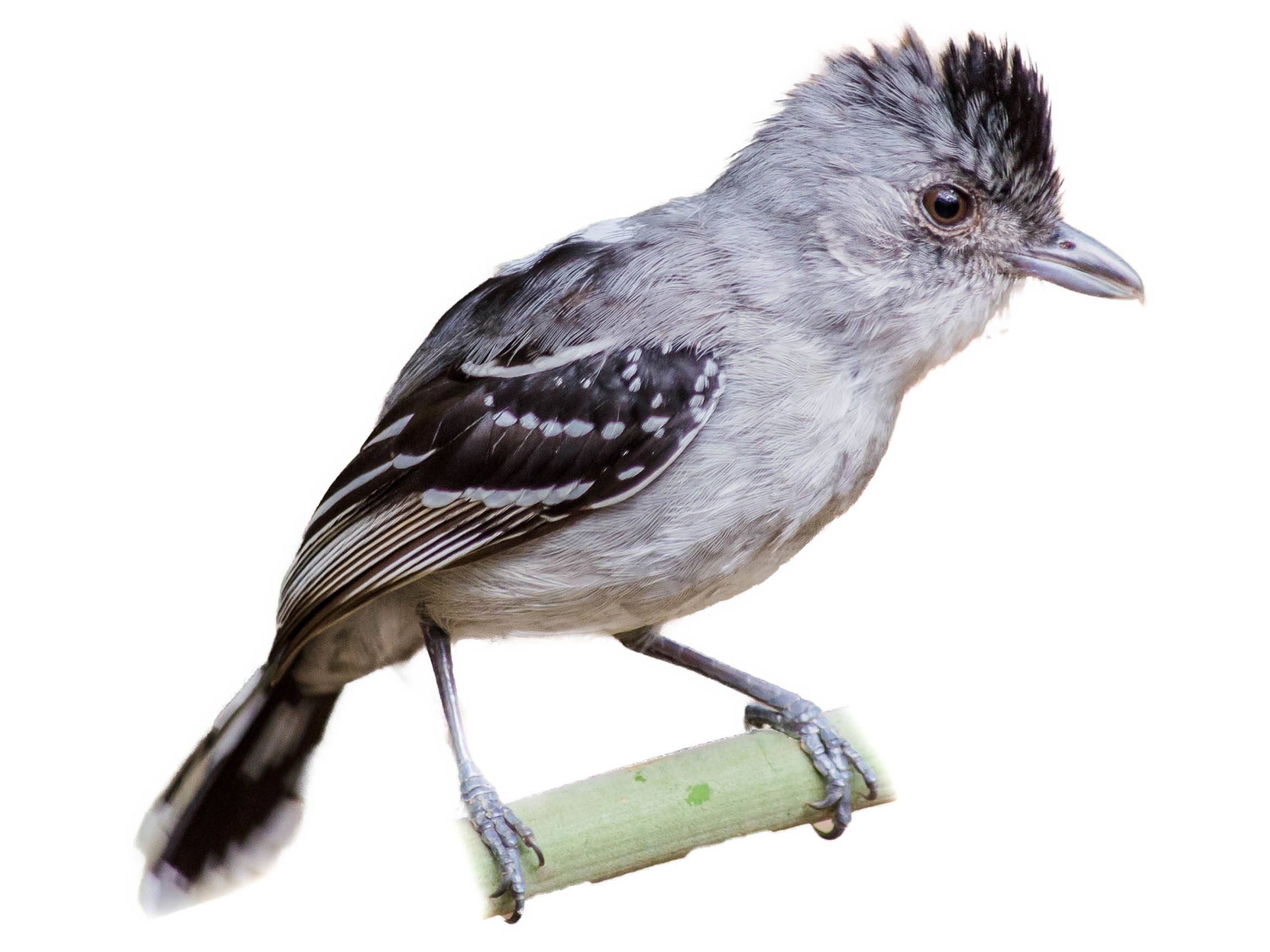 A photo of a Planalto Slaty Antshrike (Thamnophilus pelzelni), male