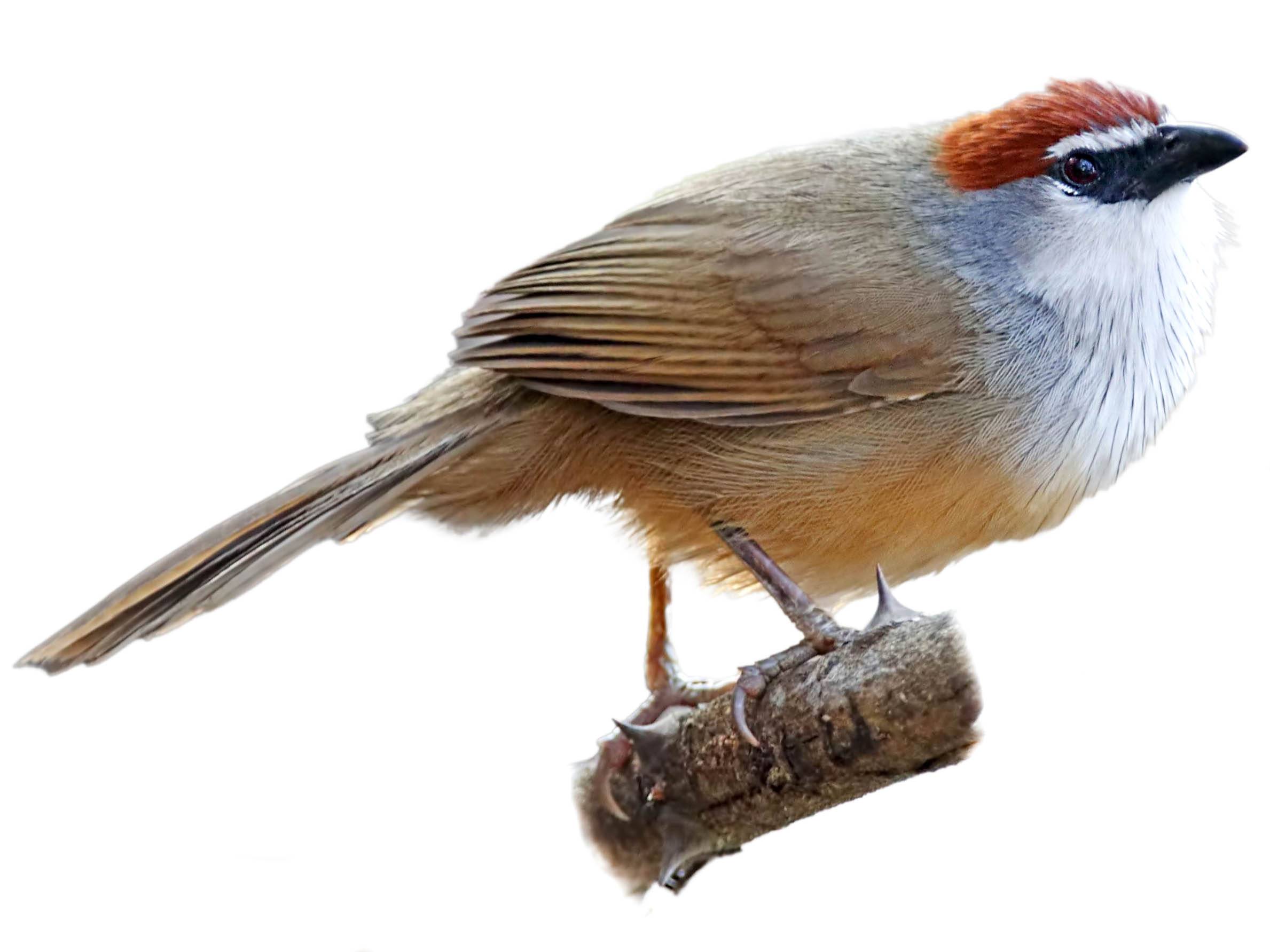 A photo of a Chestnut-capped Babbler (Timalia pileata)