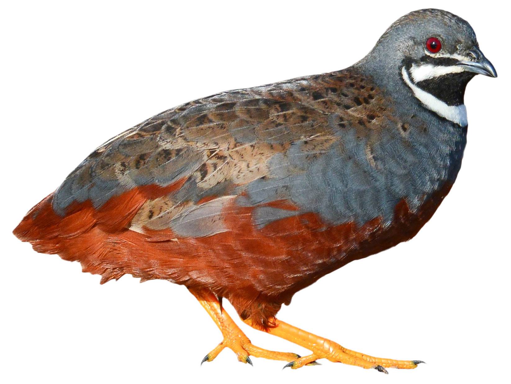 A photo of a King Quail (Synoicus chinensis), male