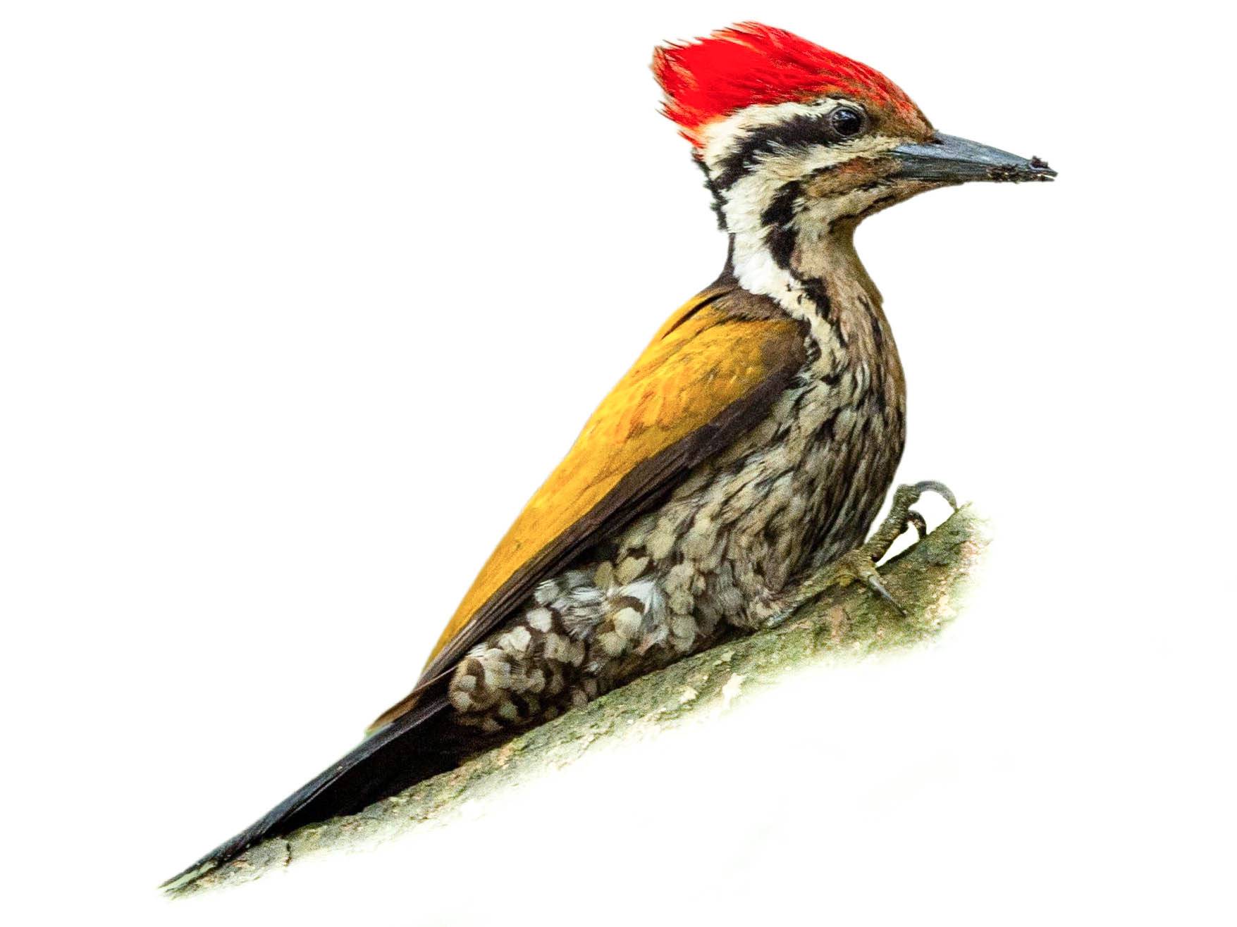 A photo of a Himalayan Flameback (Dinopium shorii), male