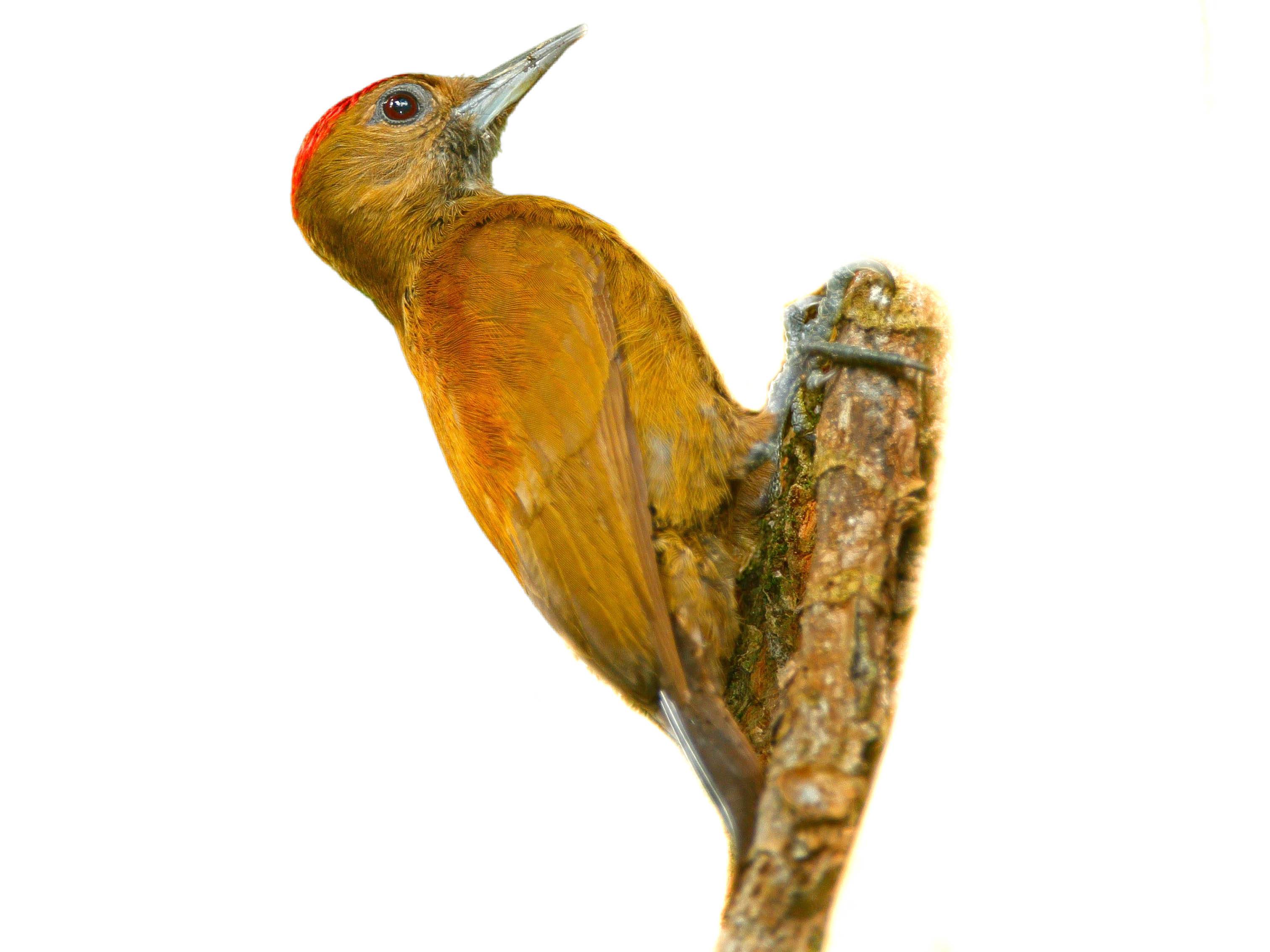 A photo of a Smoky-brown Woodpecker (Leuconotopicus fumigatus), male