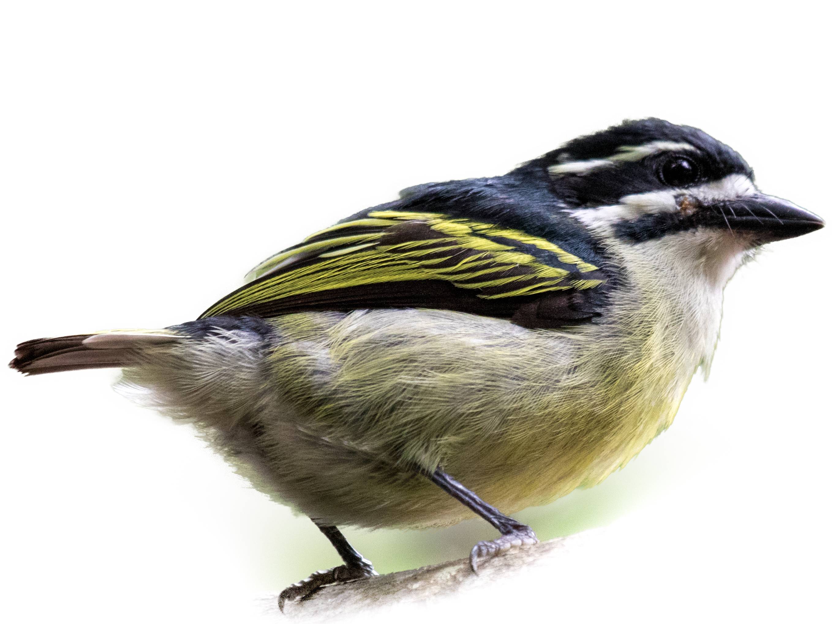 A photo of a Yellow-rumped Tinkerbird (Pogoniulus bilineatus)