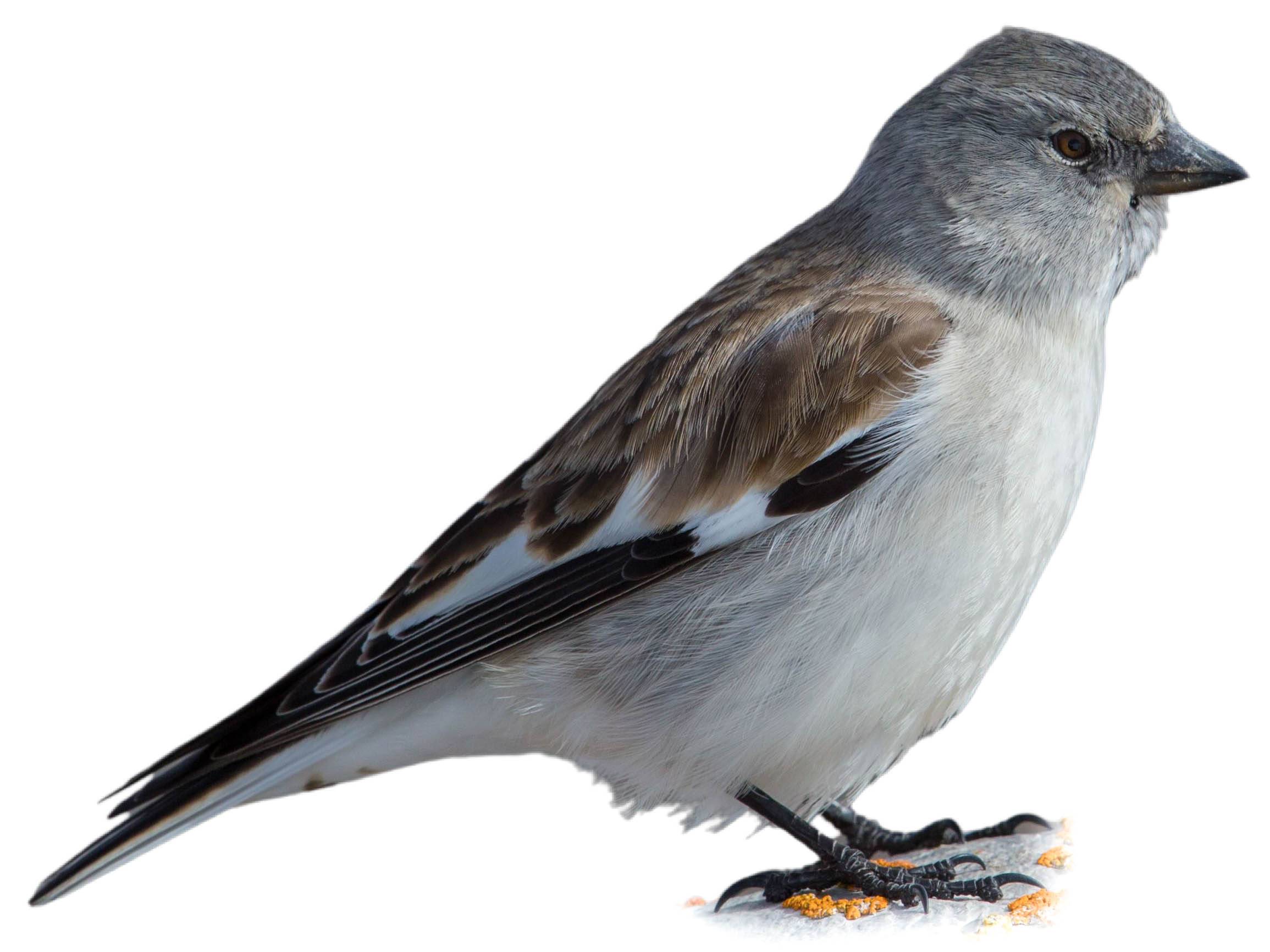 A photo of a White-winged Snowfinch (Montifringilla nivalis)