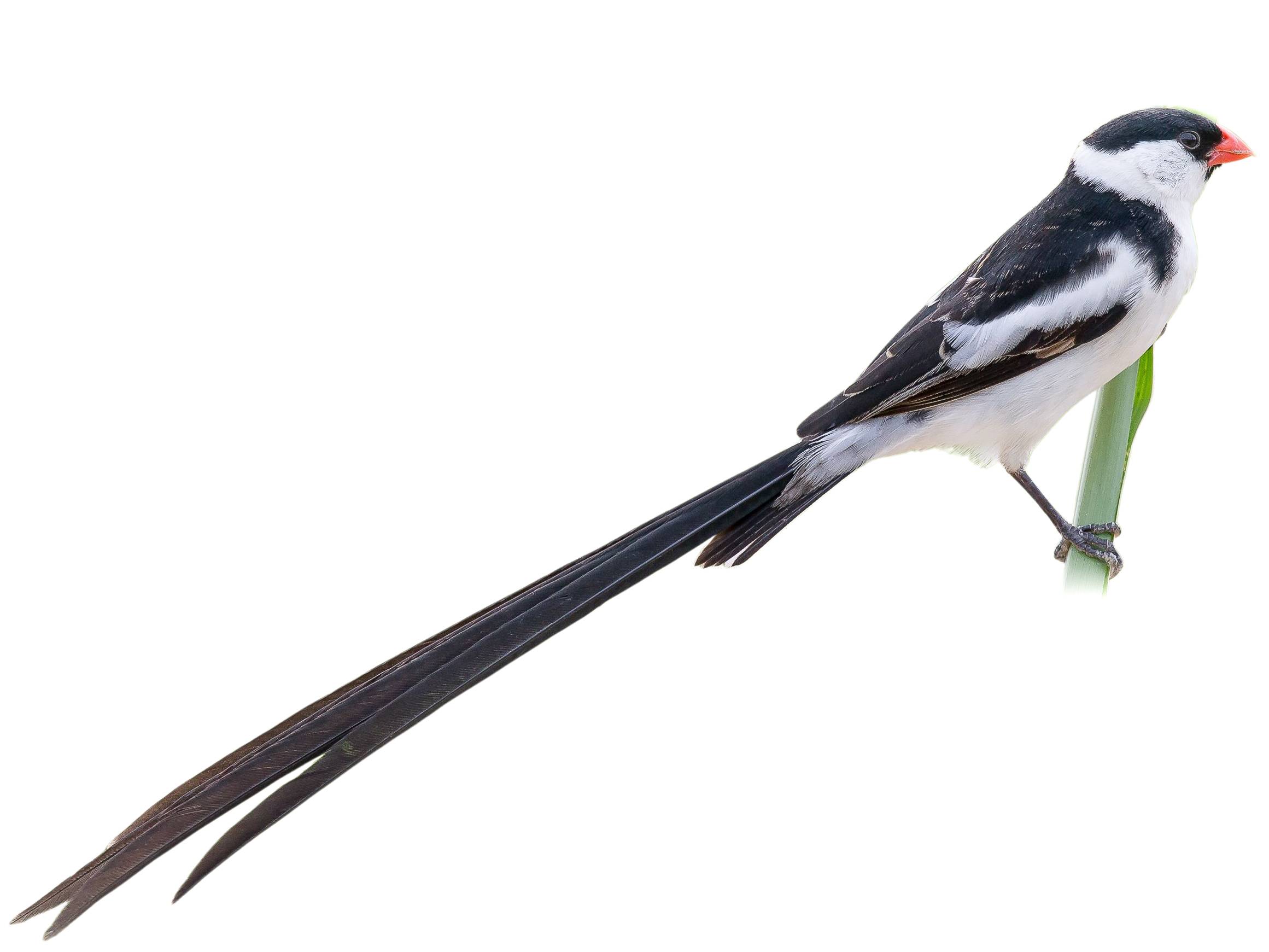 A photo of a Pin-tailed Whydah (Vidua macroura), male