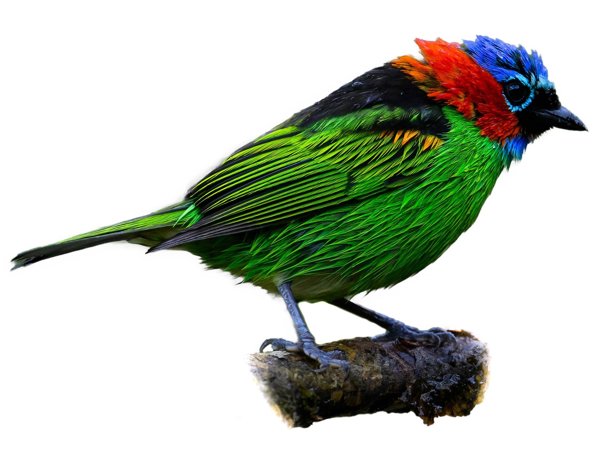 A photo of a Red-necked Tanager (Tangara cyanocephala)