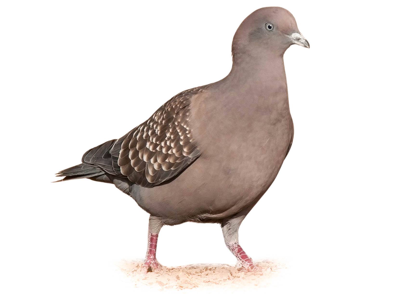 A photo of a Spot-winged Pigeon (Patagioenas maculosa)