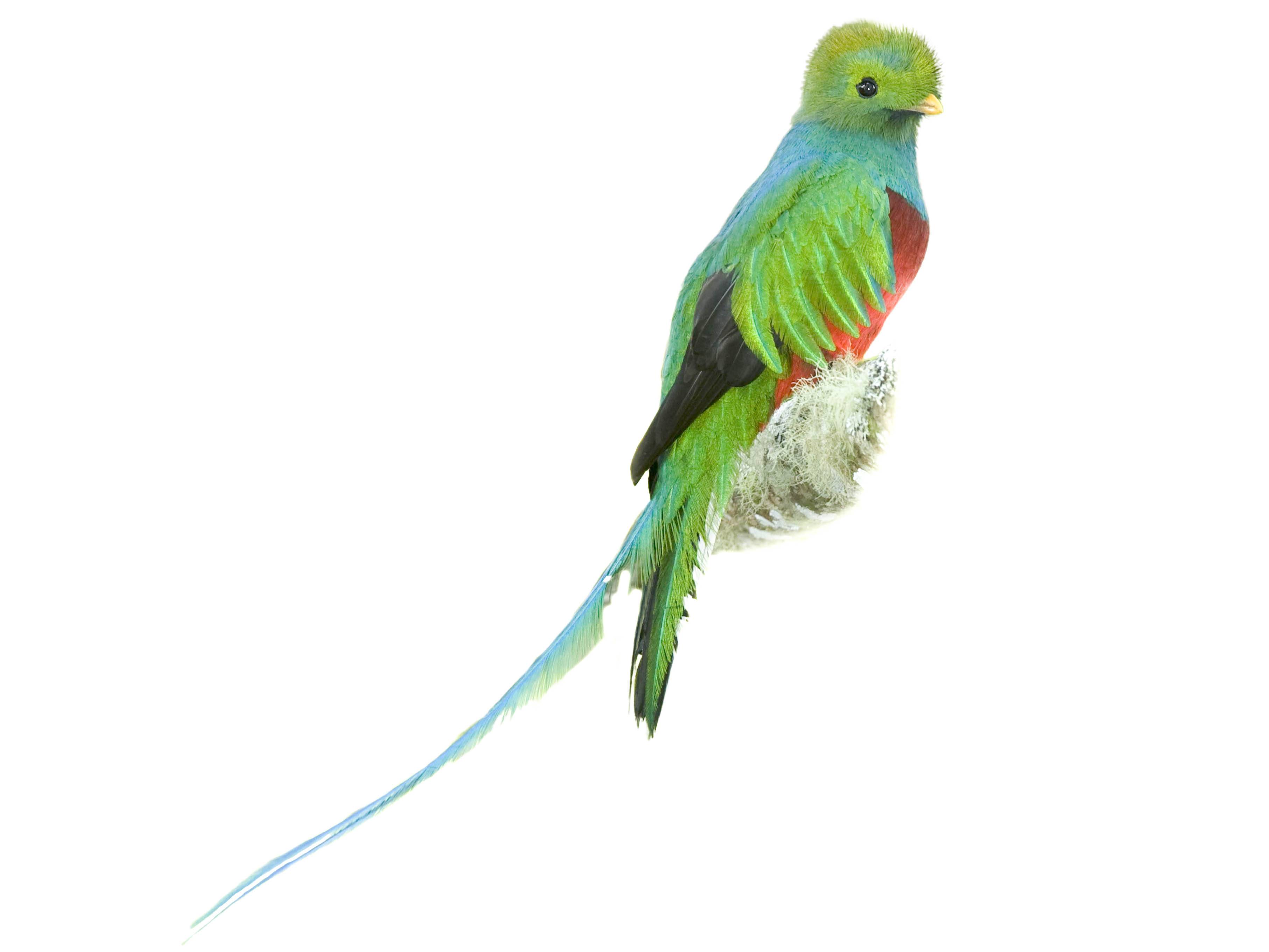 A photo of a Resplendent Quetzal (Pharomachrus mocinno), male