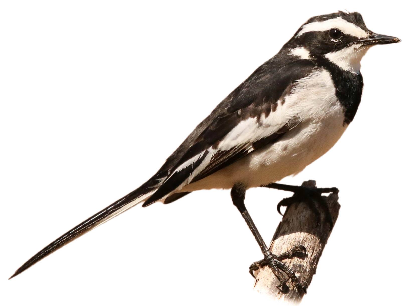 A photo of a African Pied Wagtail (Motacilla aguimp)