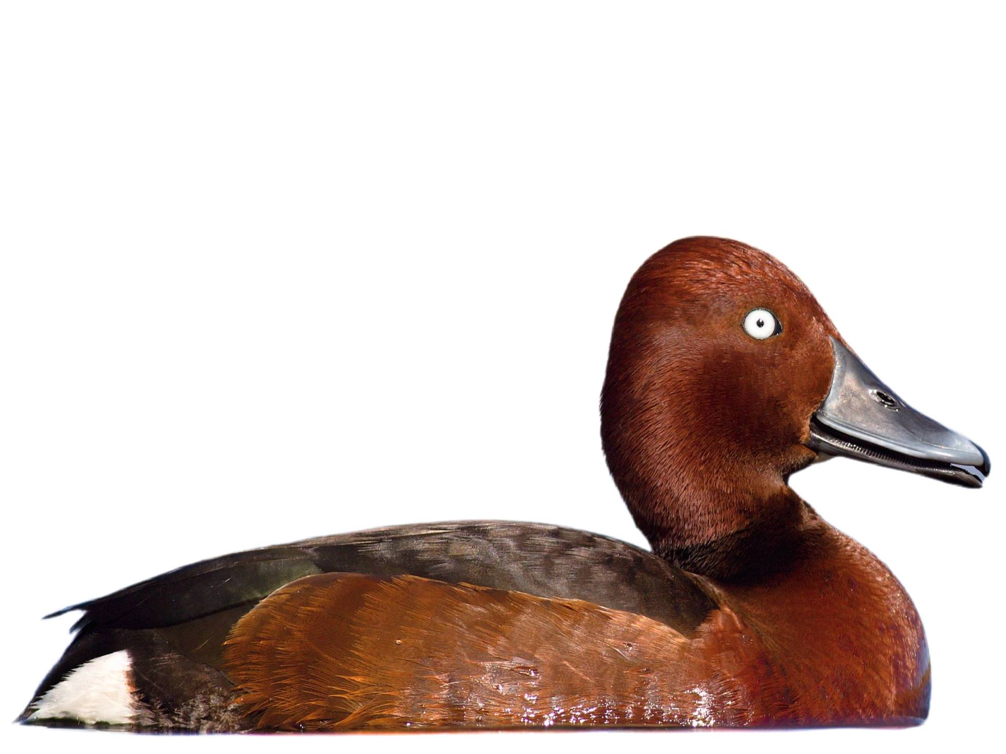 A photo of a Ferruginous Duck (Aythya nyroca), male