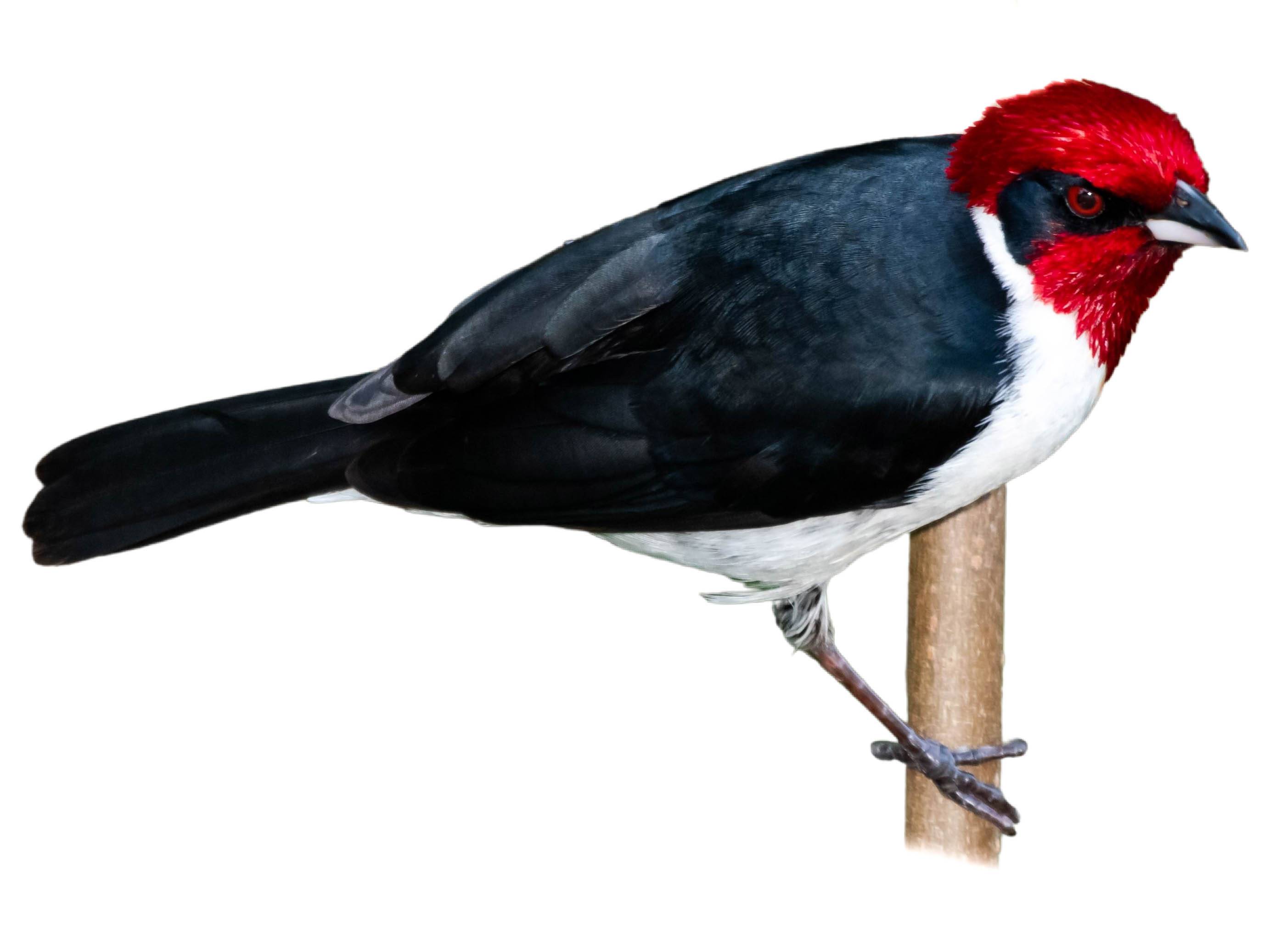 A photo of a Masked Cardinal (Paroaria nigrogenis)