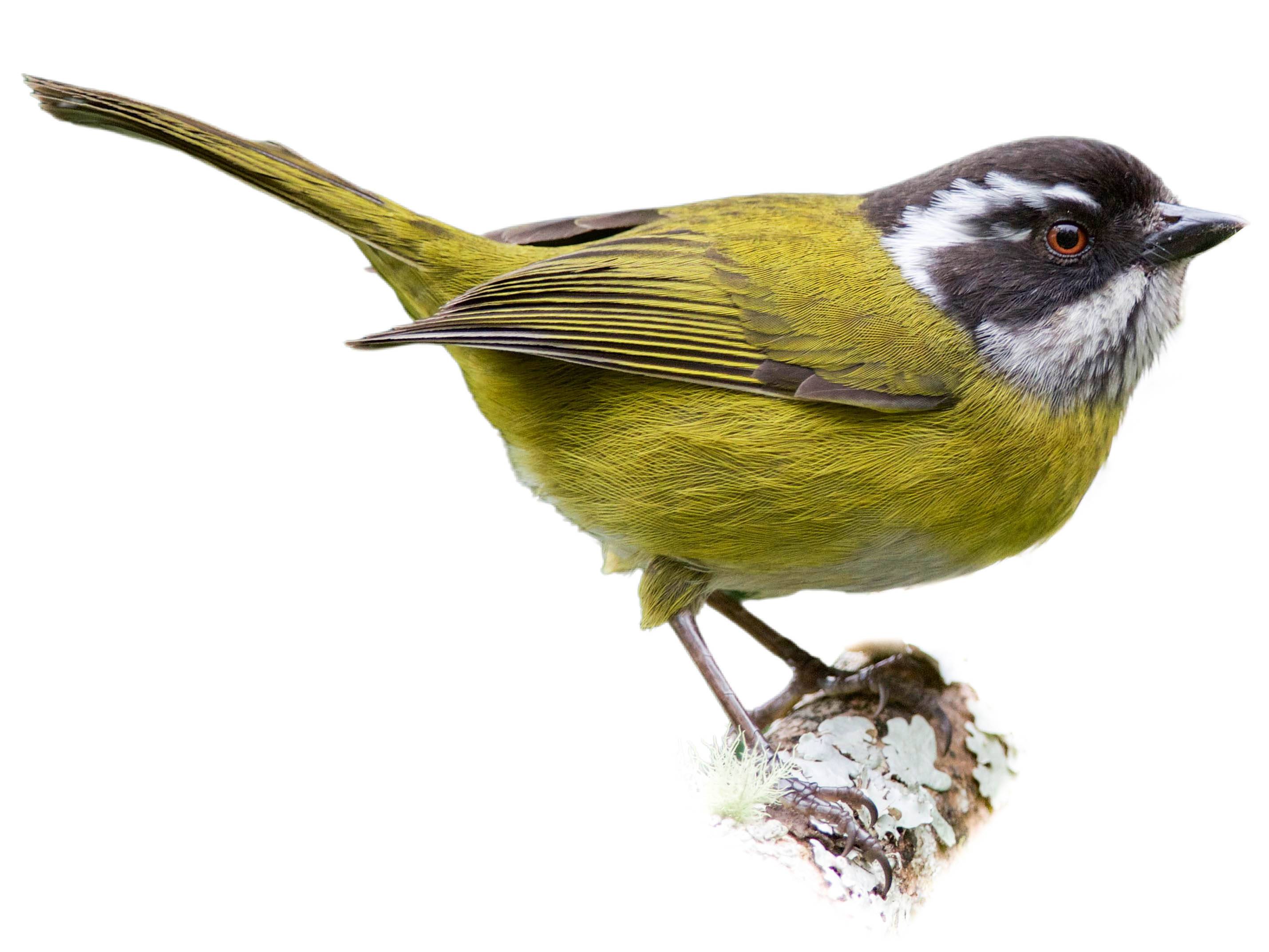 A photo of a Sooty-capped Bush Tanager (Chlorospingus pileatus)