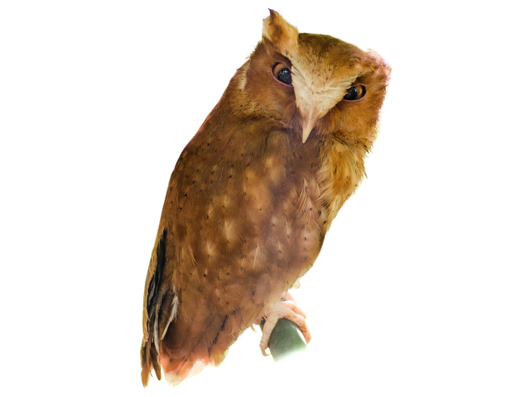 A photo of a Serendib Scops Owl (Otus thilohoffmanni)