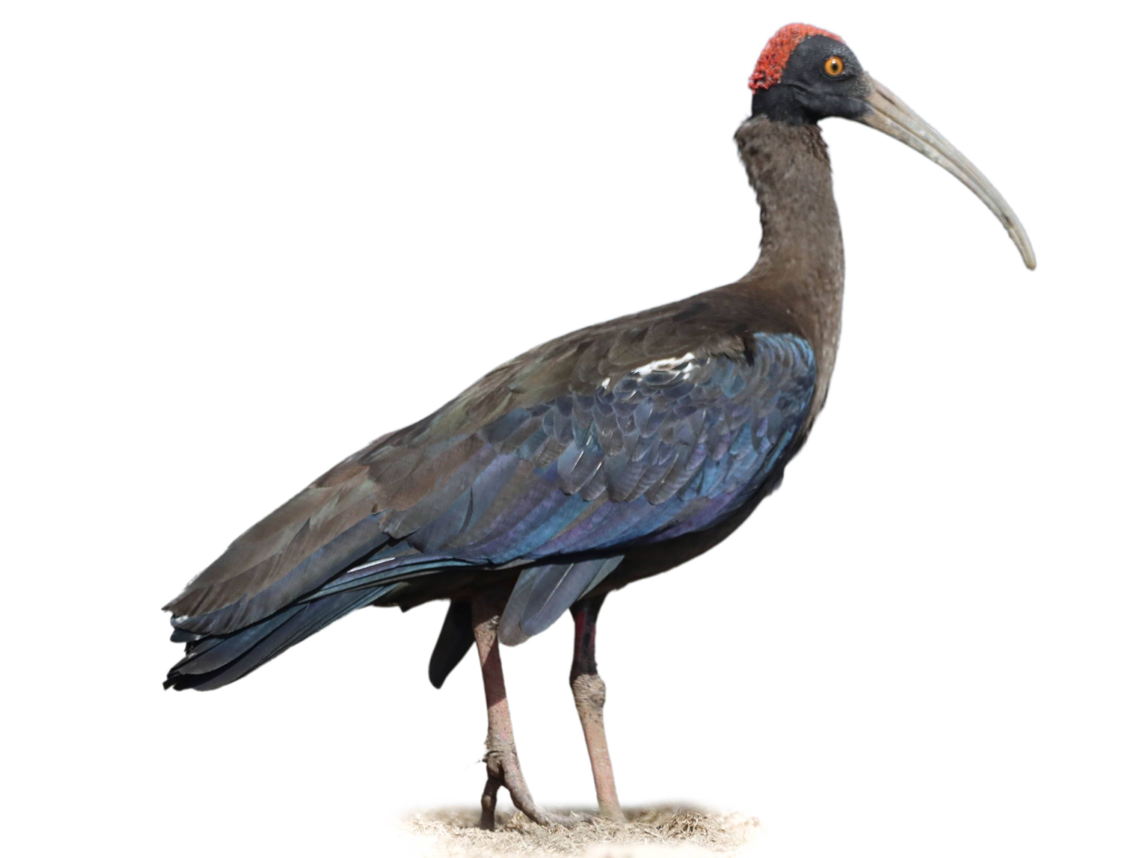 A photo of a Red-naped Ibis (Pseudibis papillosa)