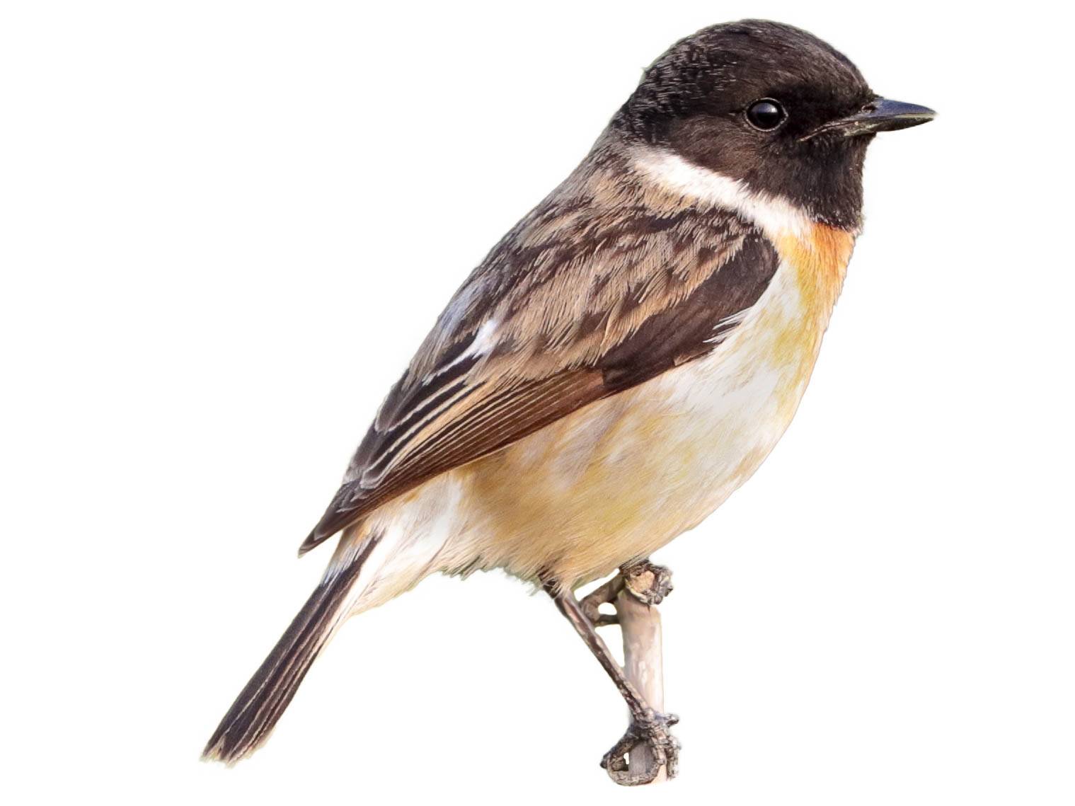 A photo of a White-tailed Stonechat (Saxicola leucurus), male