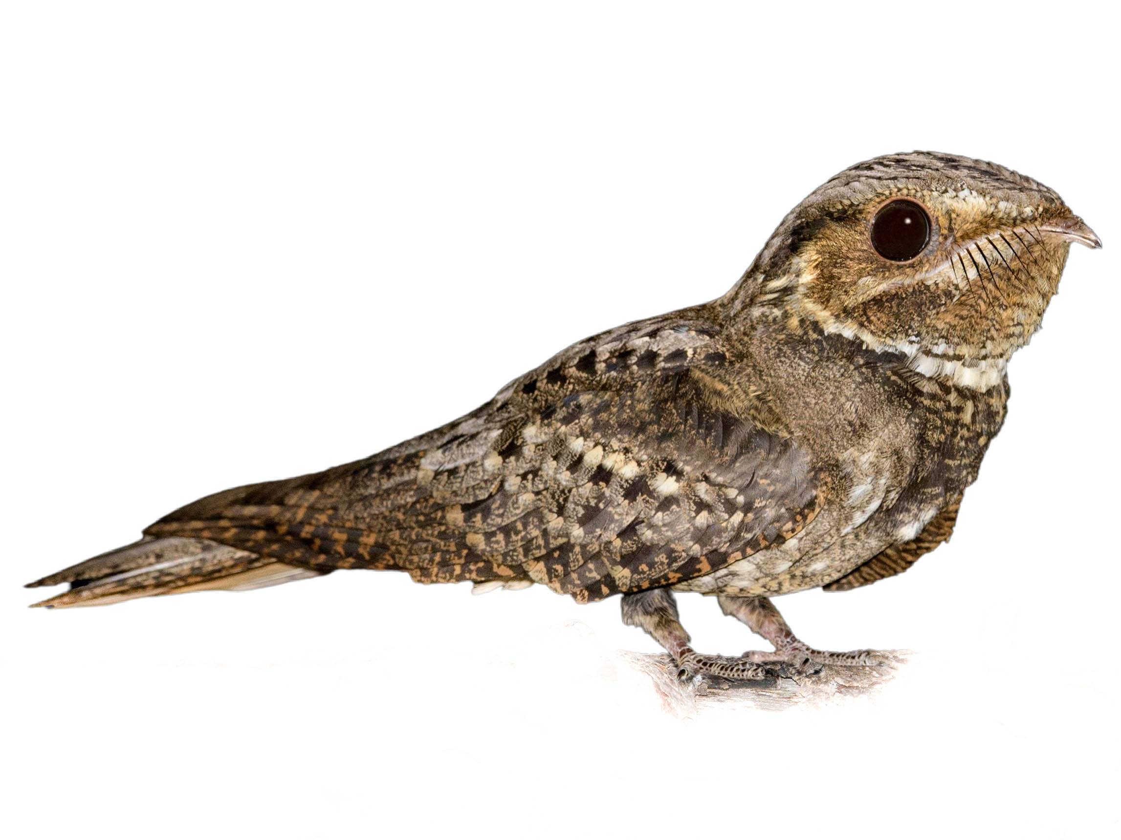 A photo of a Chuck-will's-widow (Antrostomus carolinensis)