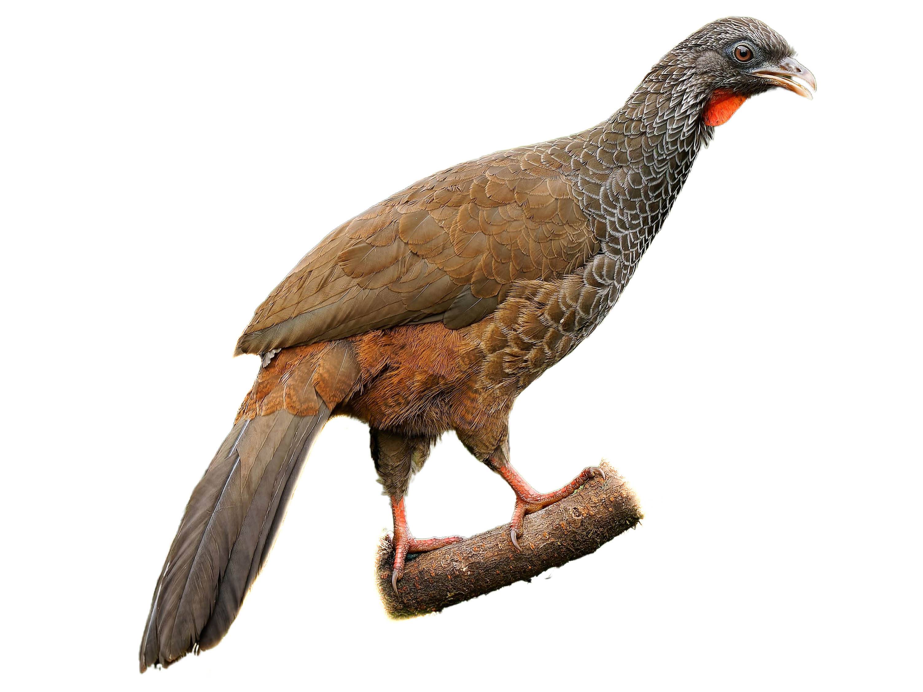 A photo of a Andean Guan (Penelope montagnii)