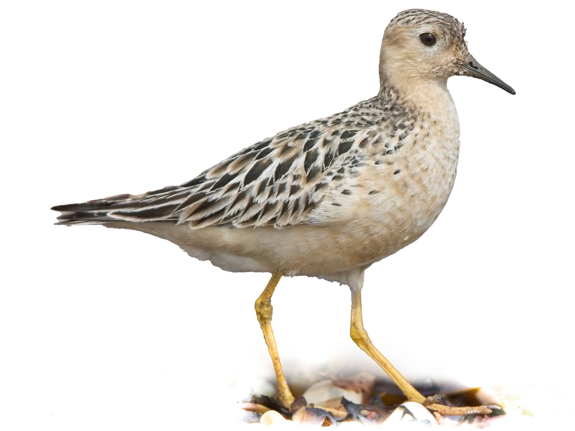 A photo of a Buff-breasted Sandpiper (Calidris subruficollis)