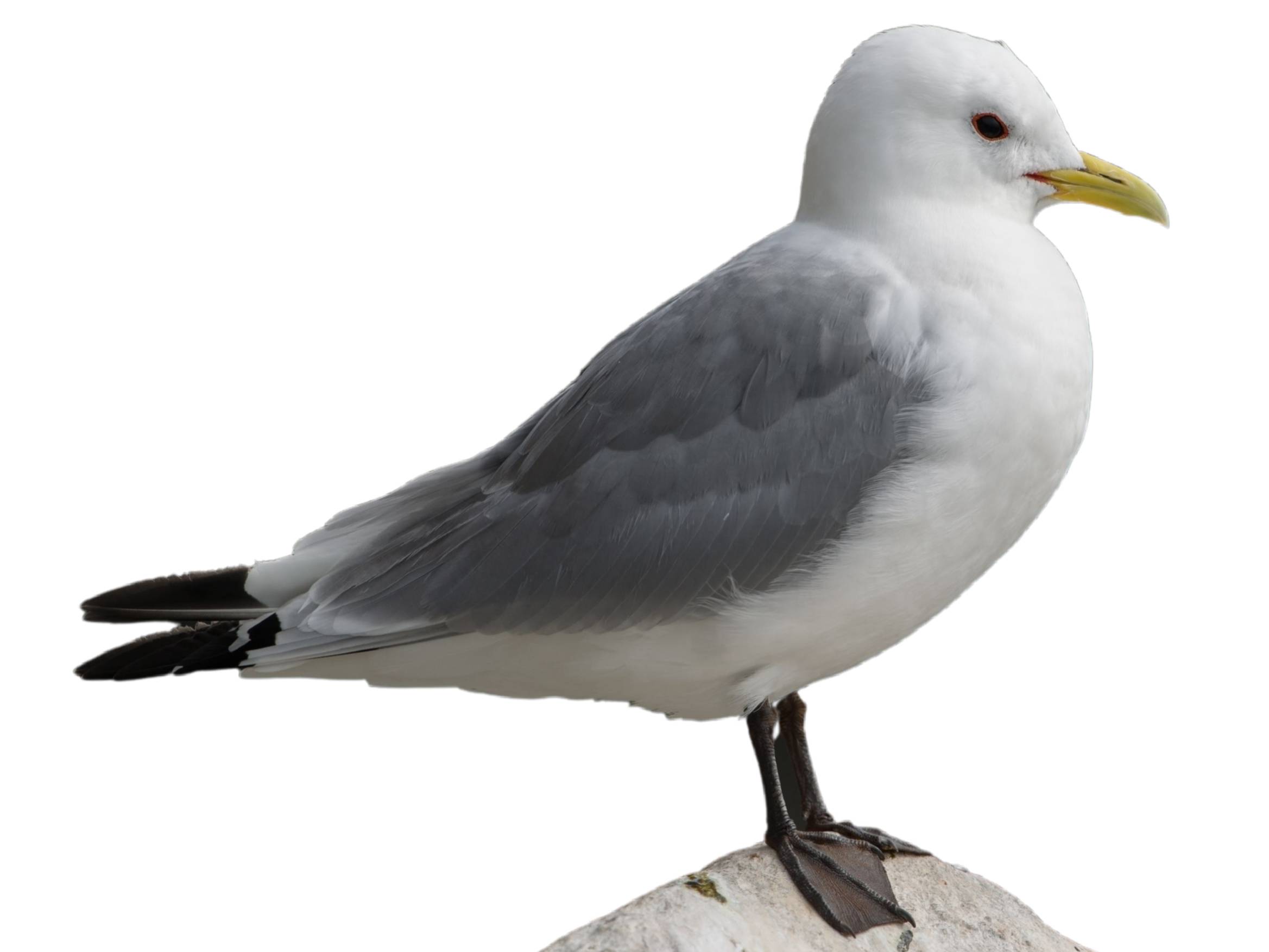 A photo of a Black-legged Kittiwake (Rissa tridactyla)