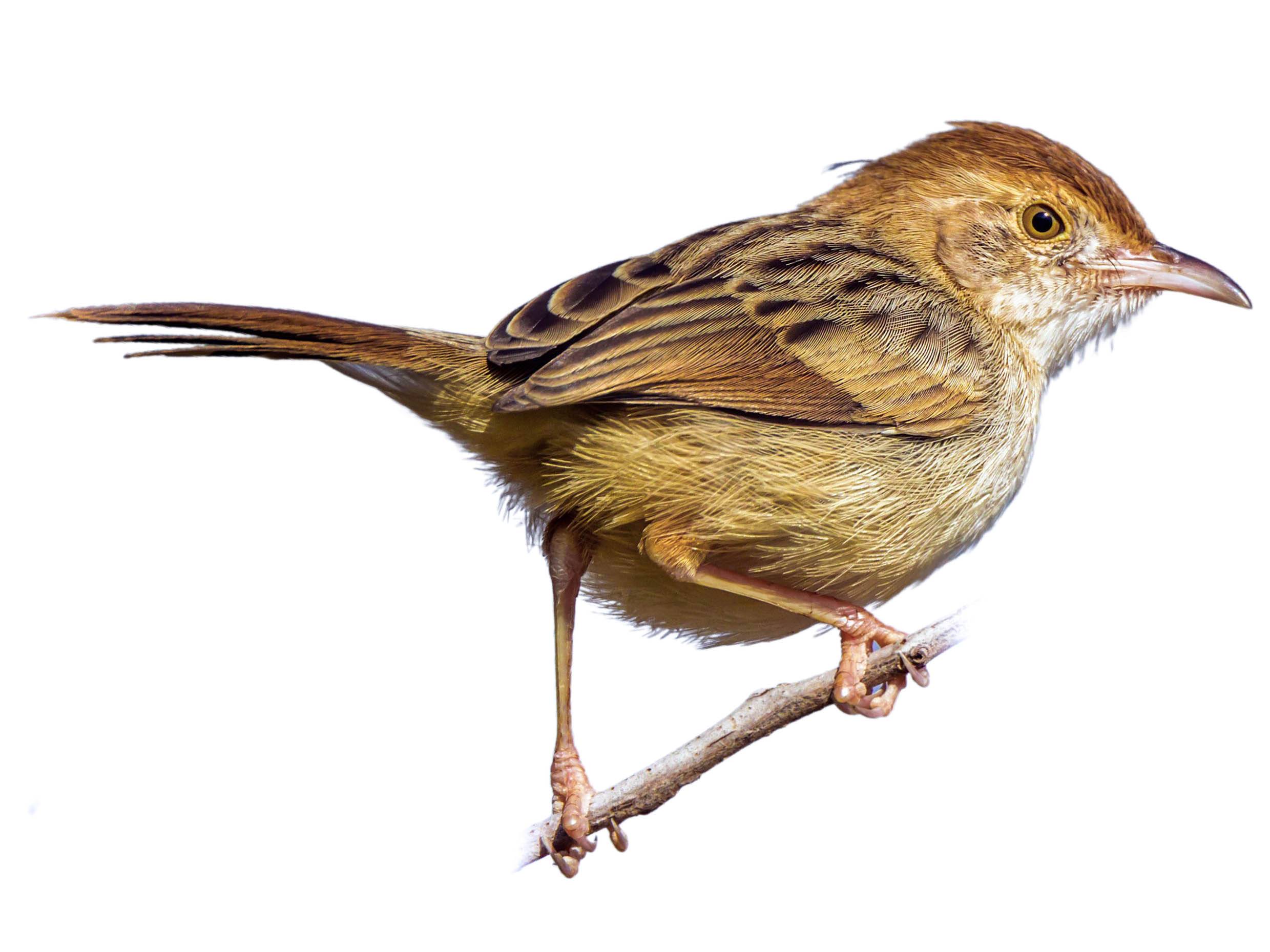 A photo of a Rattling Cisticola (Cisticola chiniana)