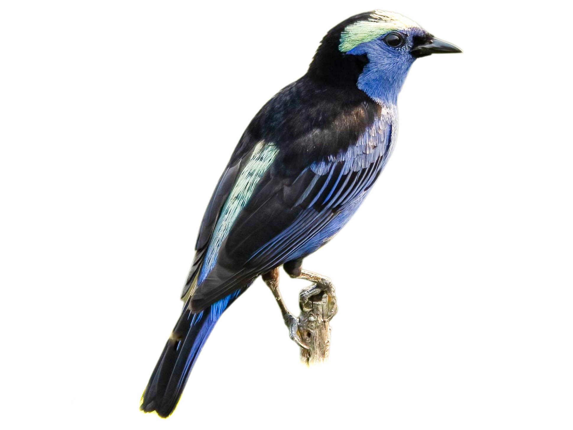 A photo of a Opal-crowned Tanager (Tangara callophrys)