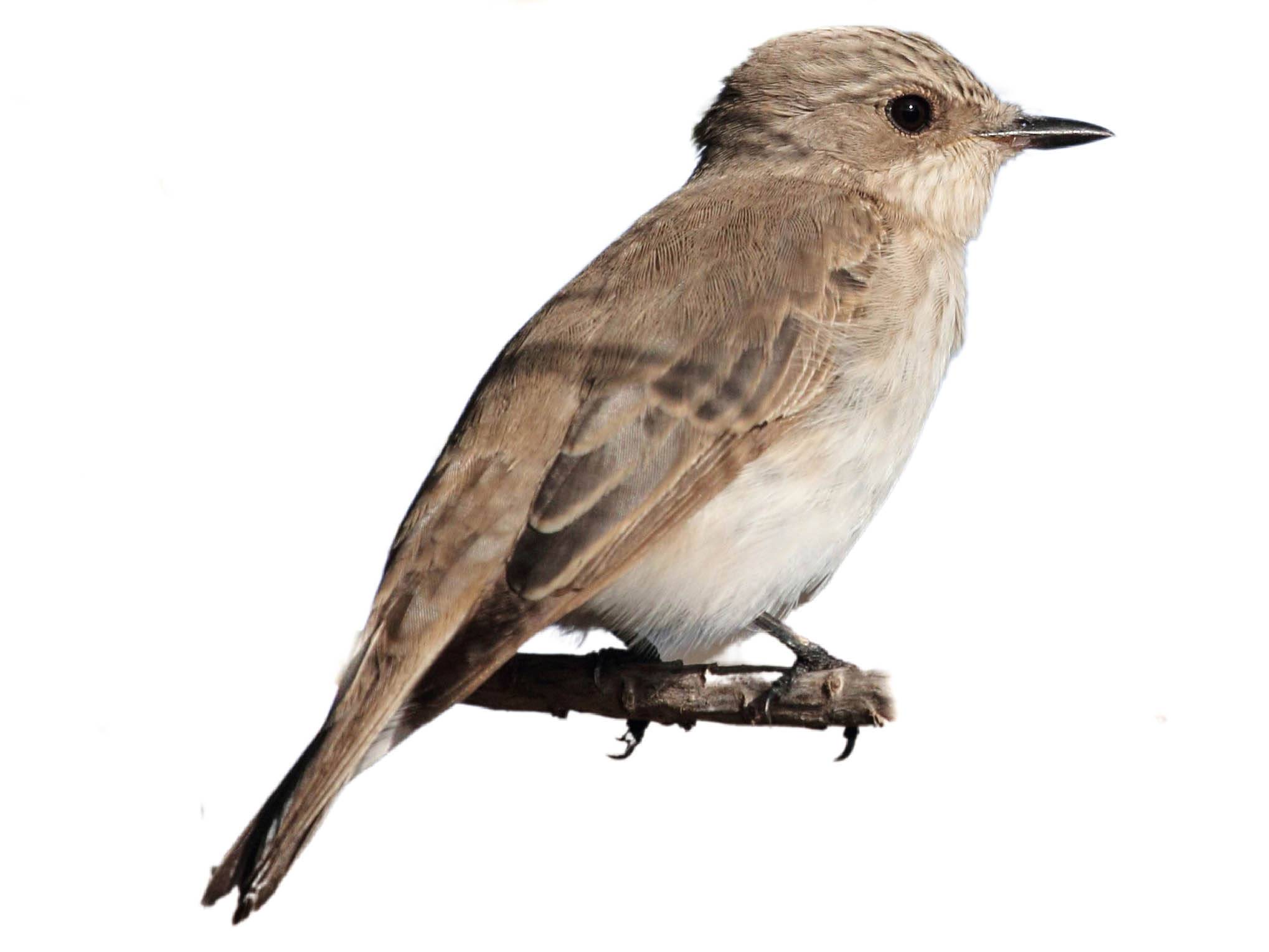 A photo of a Mediterranean Flycatcher (Muscicapa tyrrhenica)