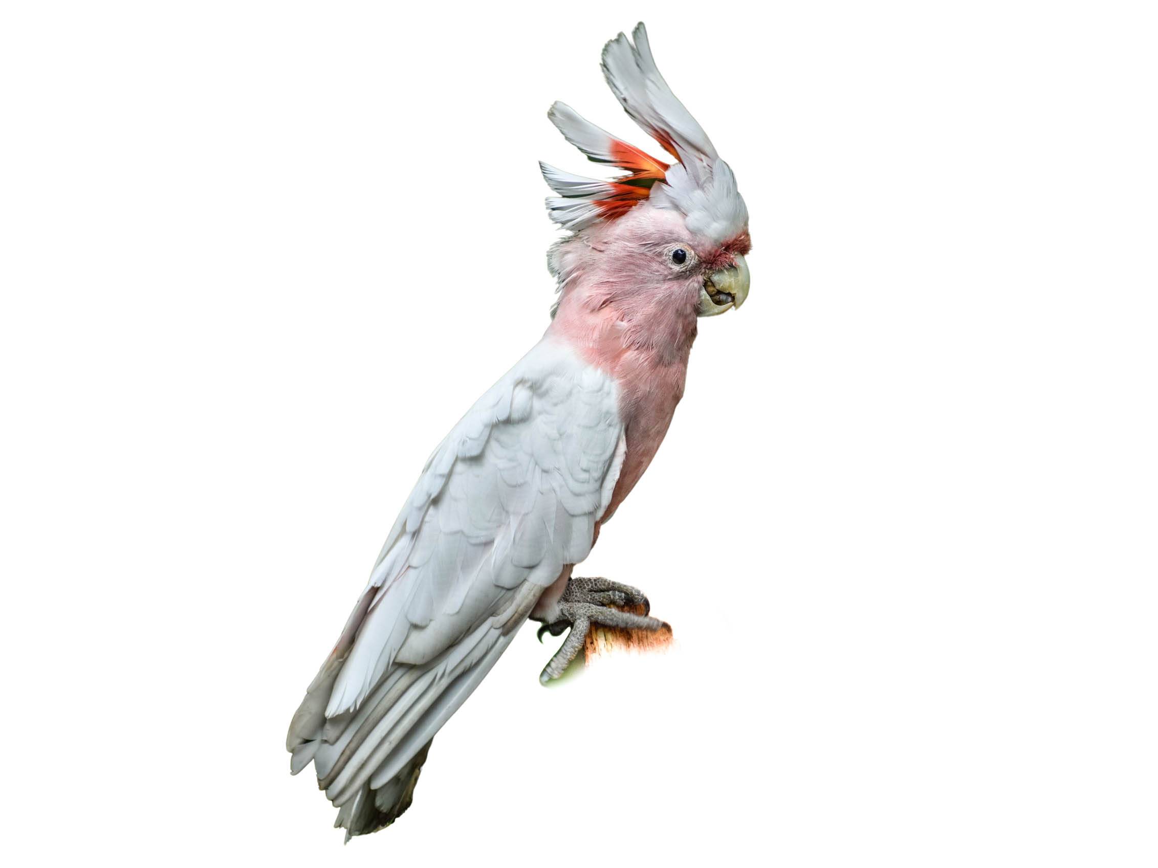 A photo of a Major Mitchell's Cockatoo (Lophochroa leadbeateri)