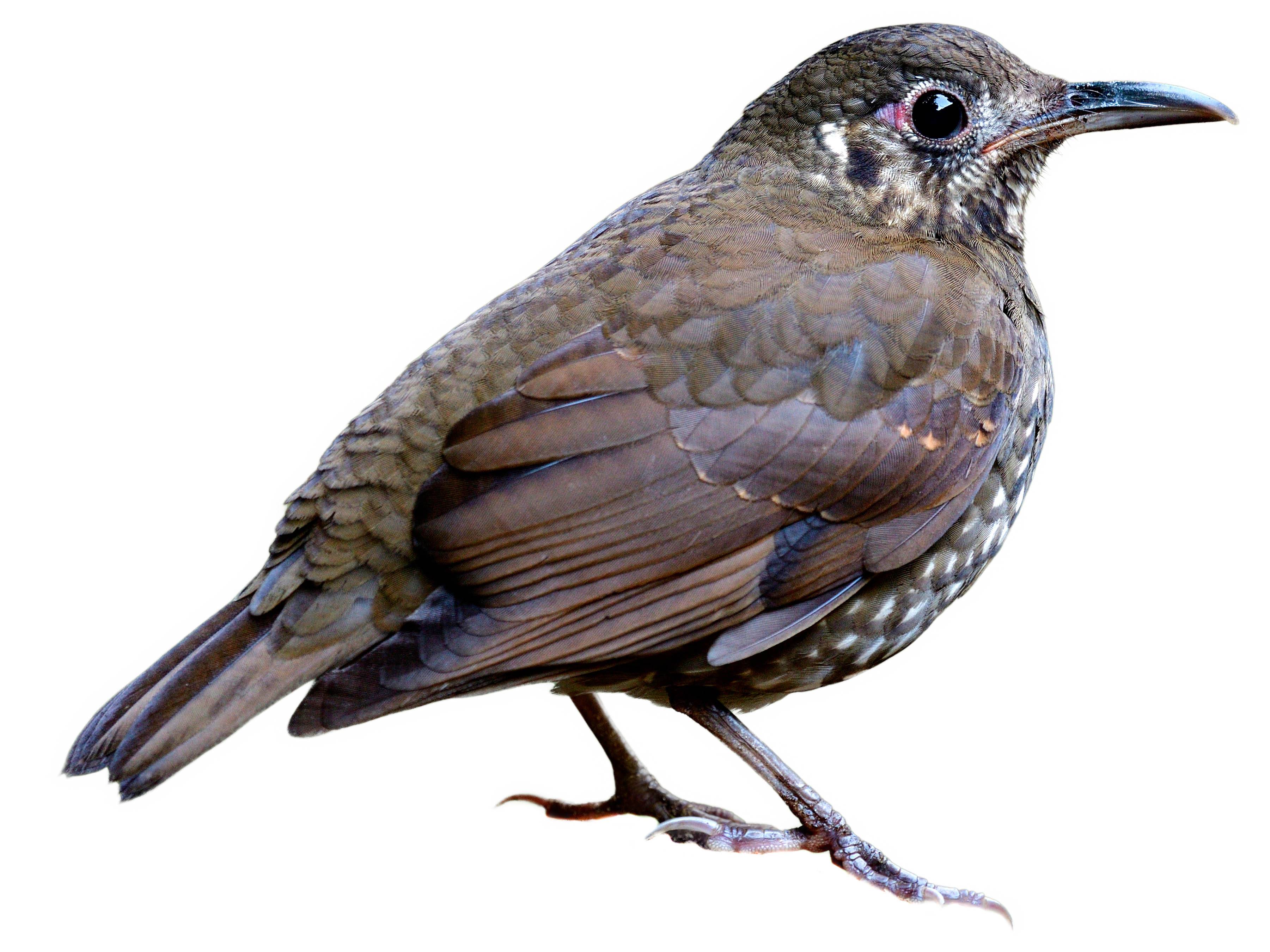 A photo of a Dark-sided Thrush (Zoothera marginata)