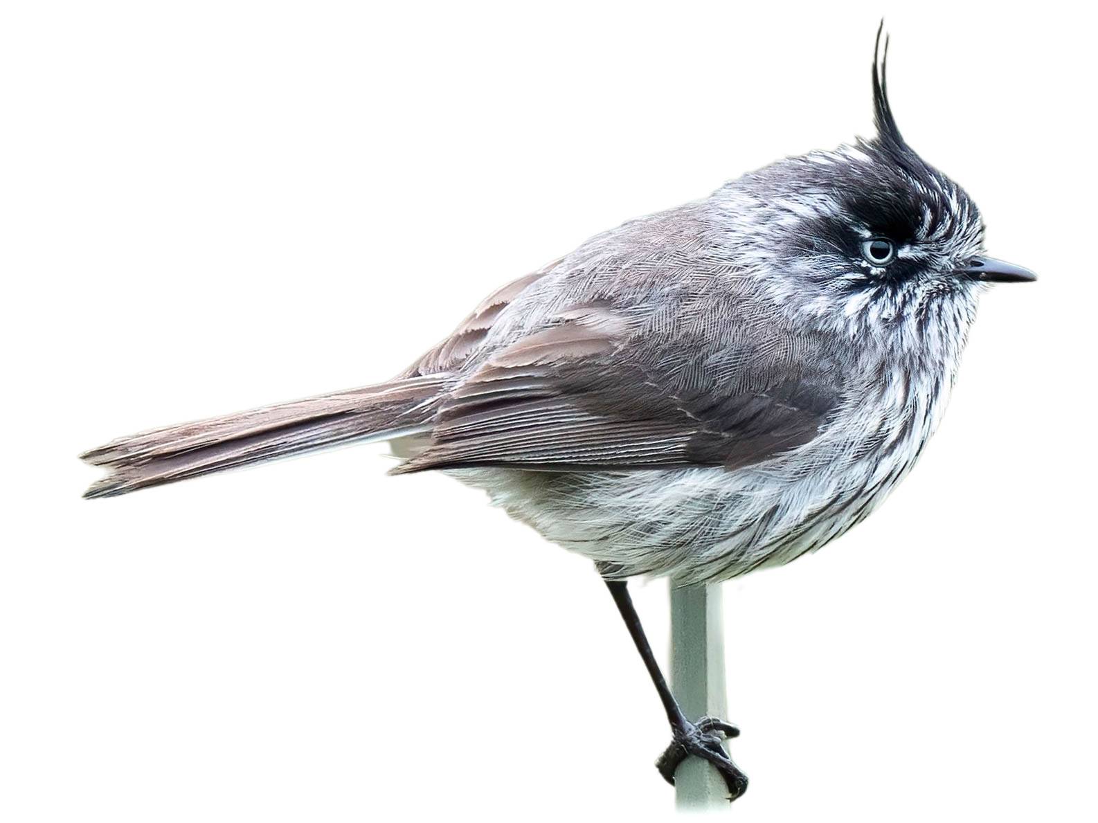 A photo of a Tufted Tit-Tyrant (Anairetes parulus)