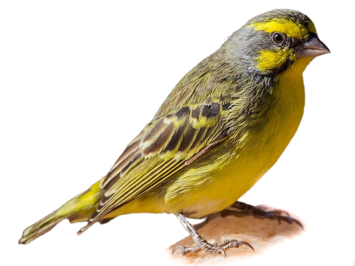 A photo of a Yellow-fronted Canary (Crithagra mozambica)