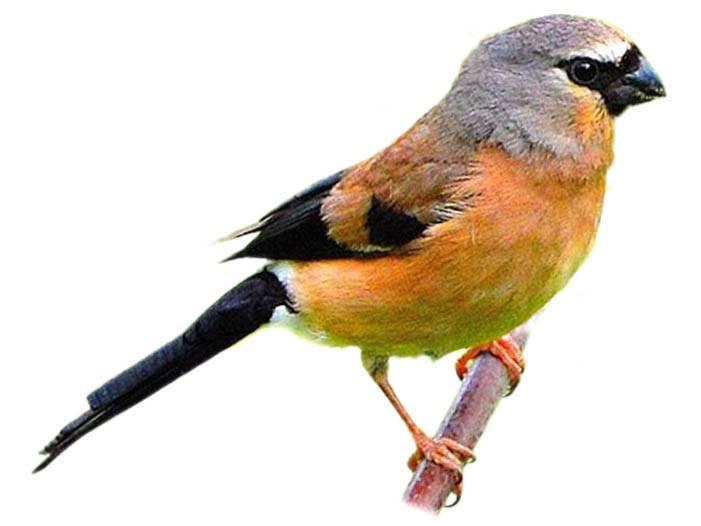 A photo of a Grey-headed Bullfinch (Pyrrhula erythaca), male