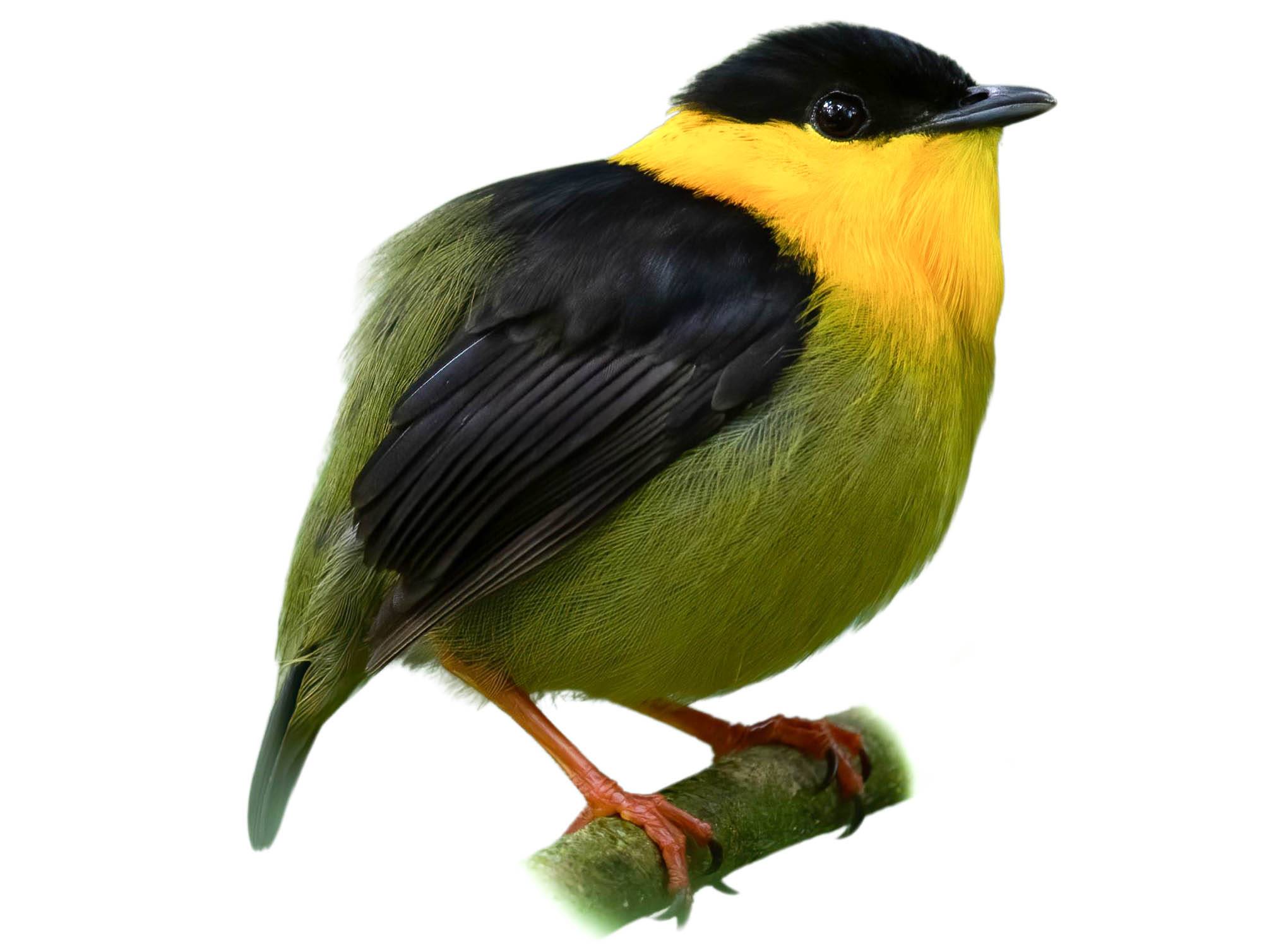 A photo of a Golden-collared Manakin (Manacus vitellinus), male