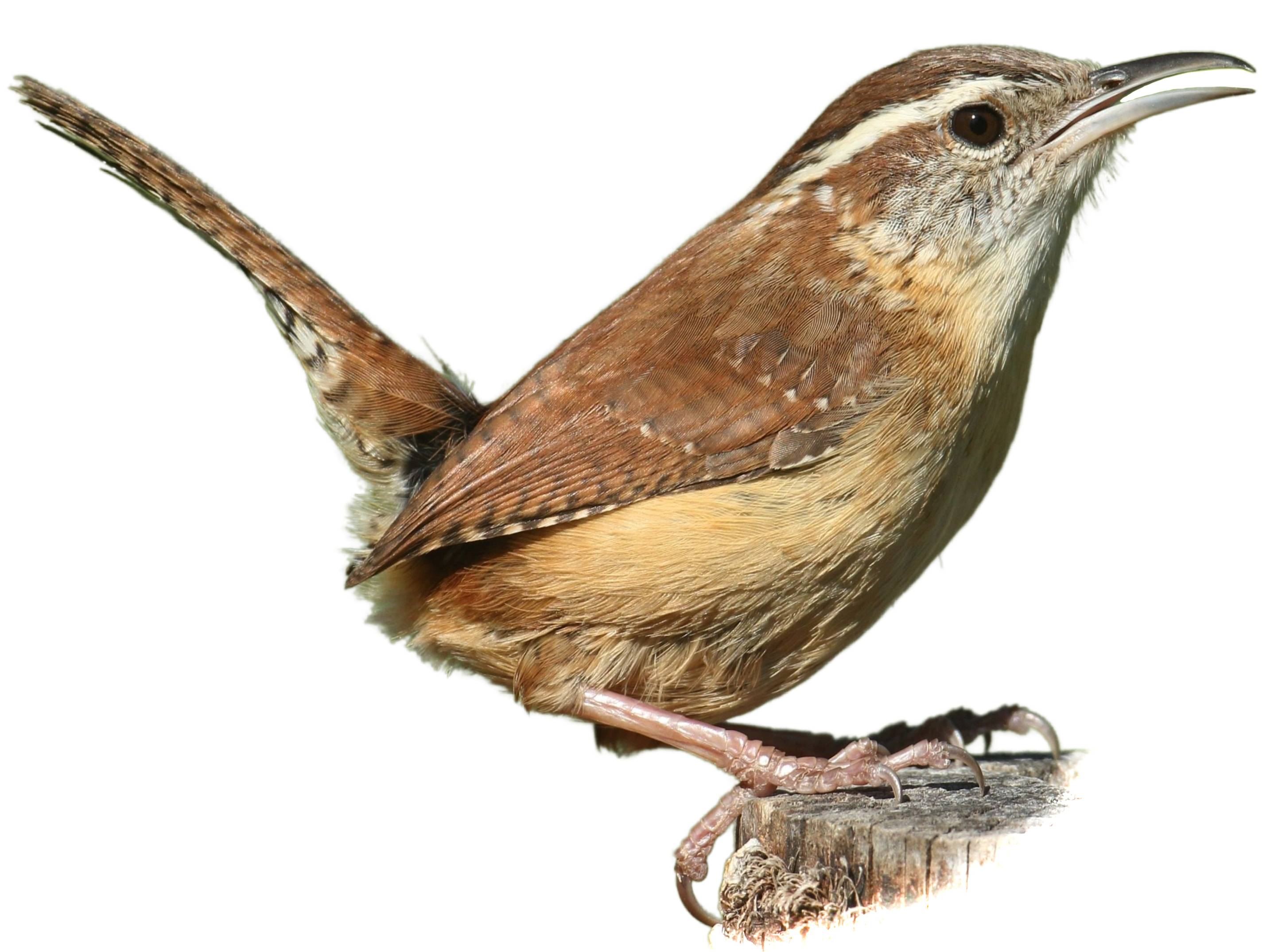 A photo of a Carolina Wren (Thryothorus ludovicianus)