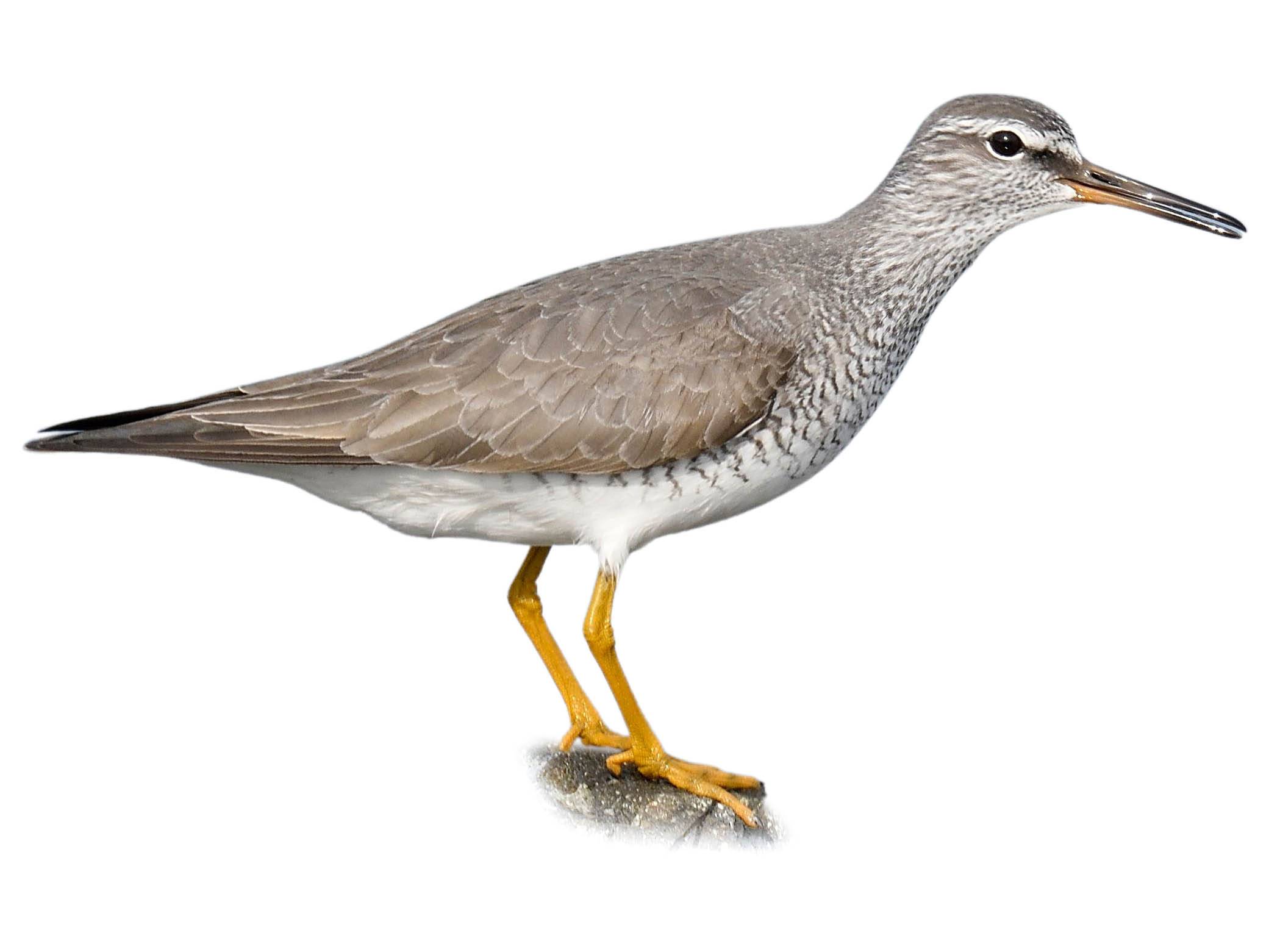 A photo of a Grey-tailed Tattler (Tringa brevipes)