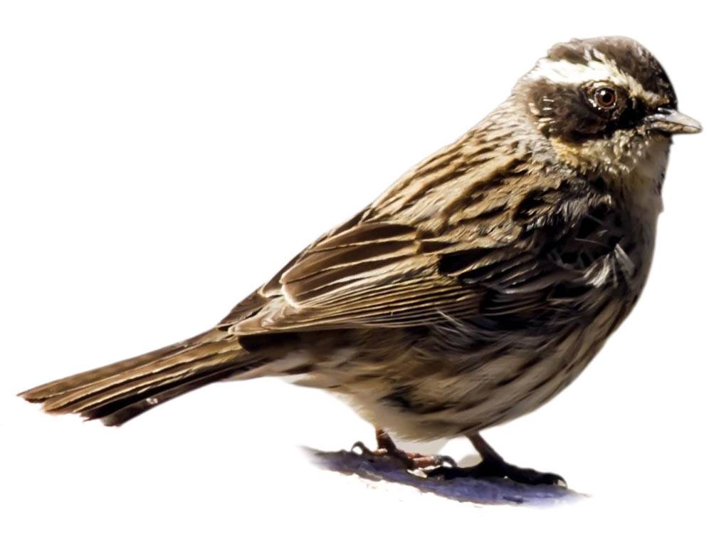 A photo of a Radde's Accentor (Prunella ocularis)