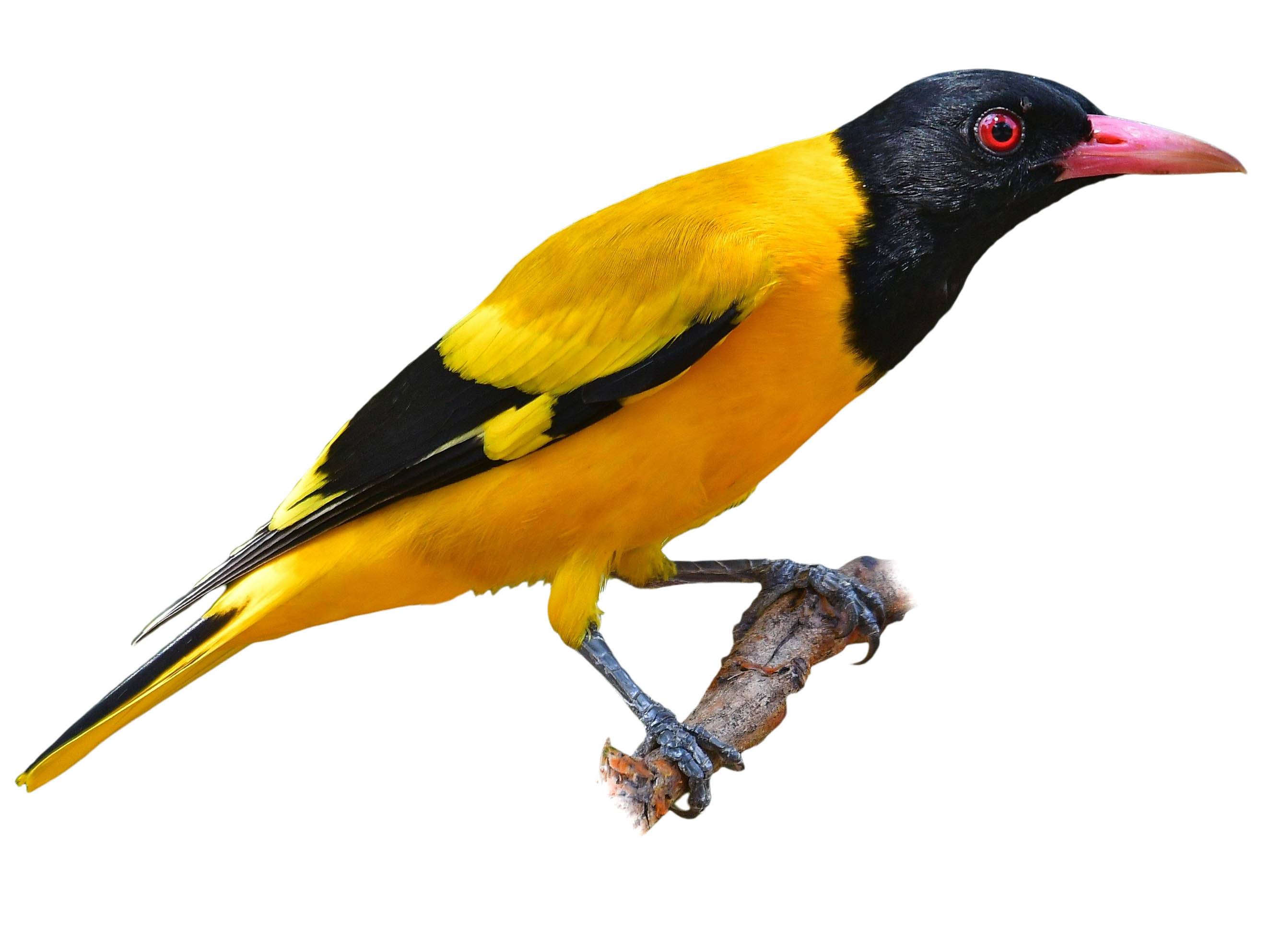 A photo of a Black-hooded Oriole (Oriolus xanthornus)