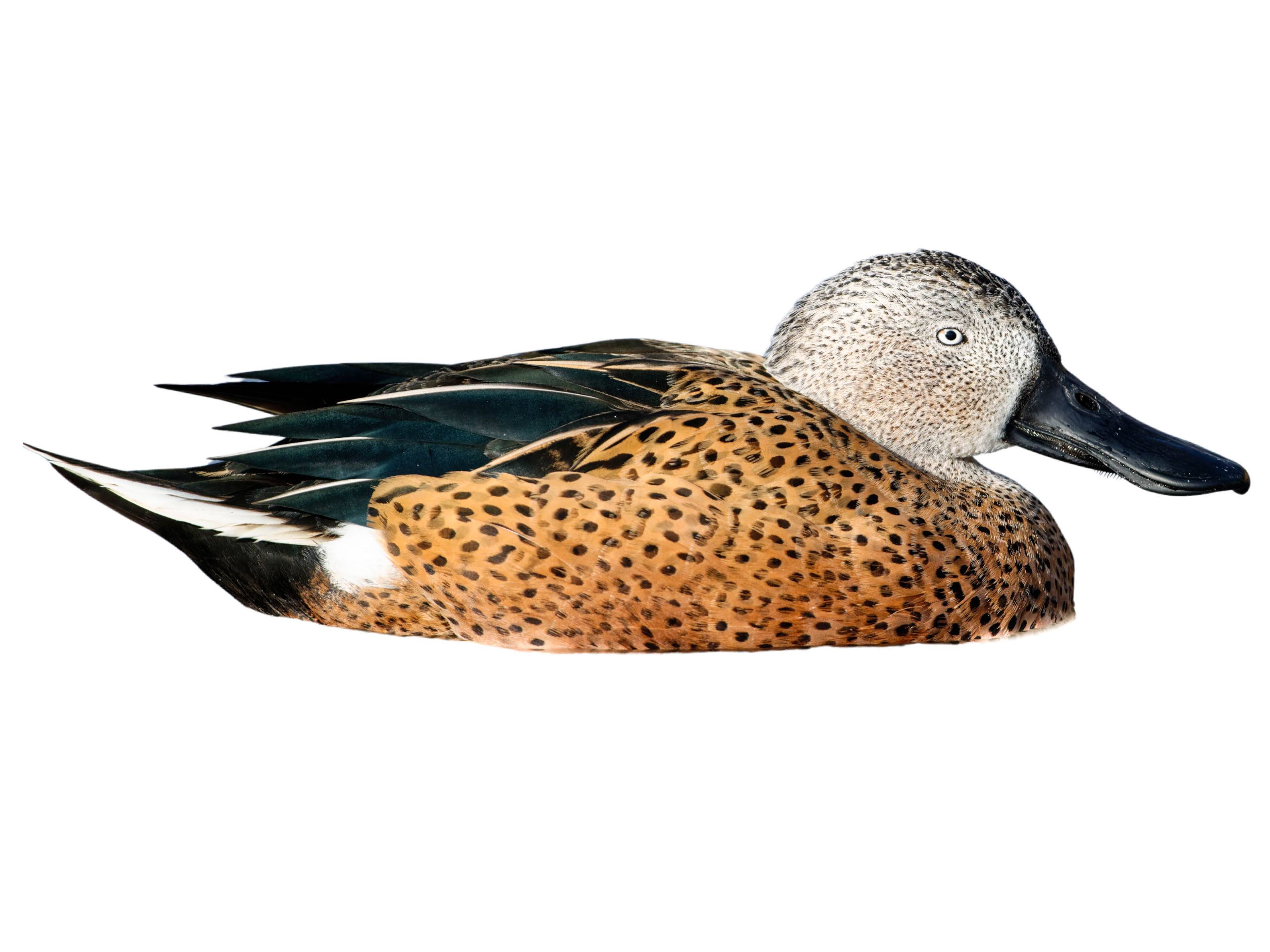 A photo of a Red Shoveler (Spatula platalea), male