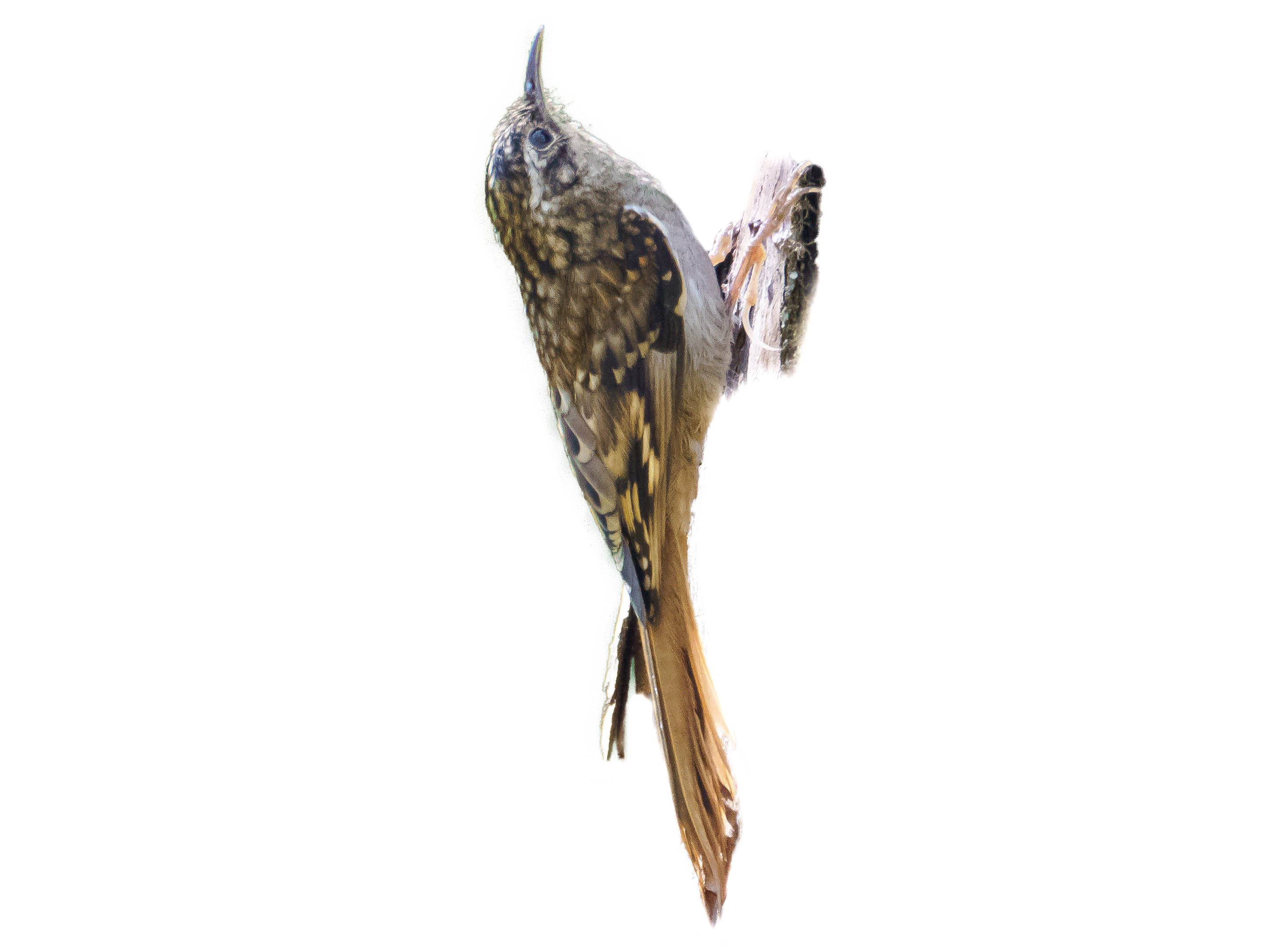 A photo of a Hume's Treecreeper (Certhia manipurensis)