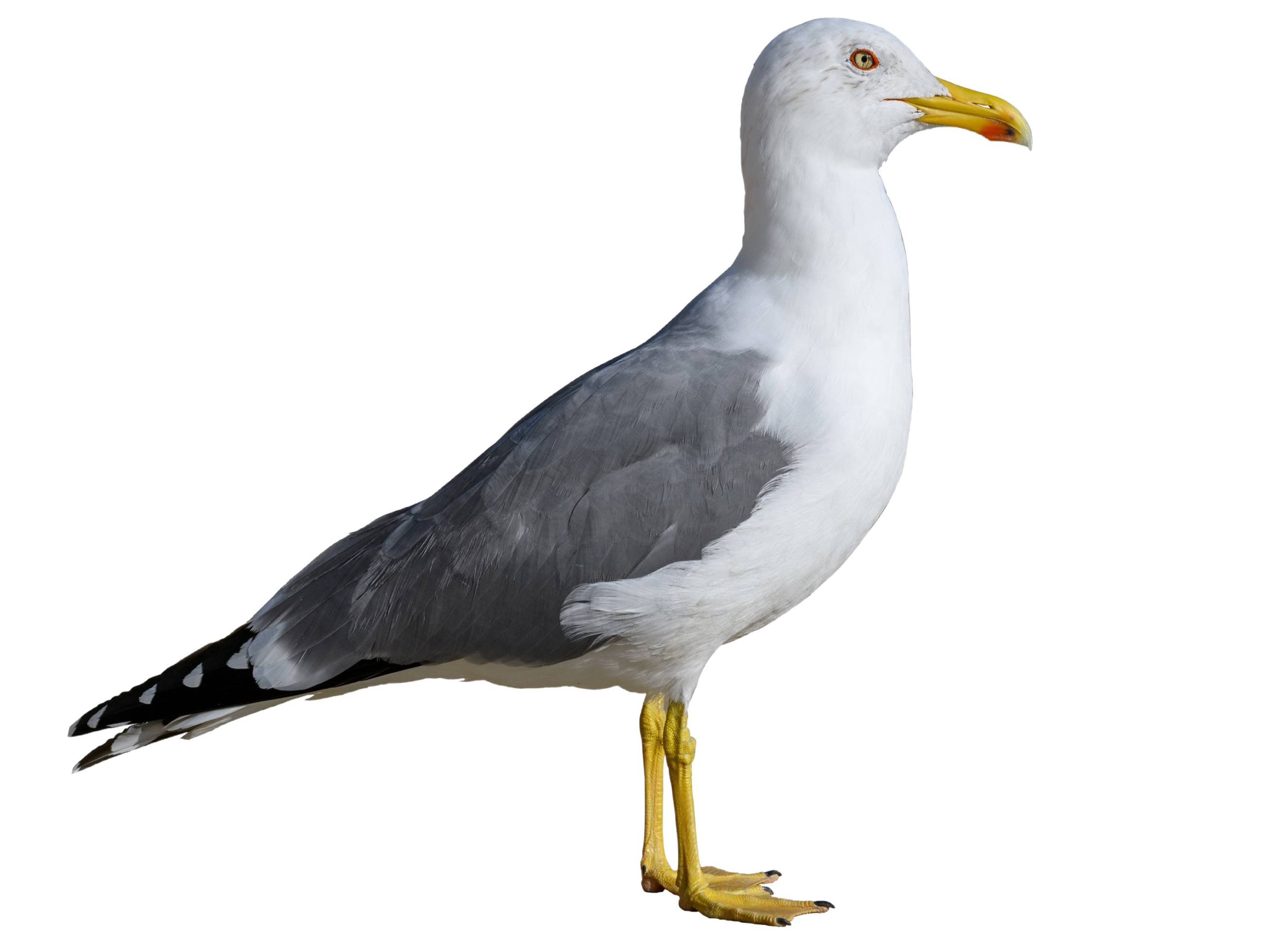 A photo of a Yellow-legged Gull (Larus michahellis)