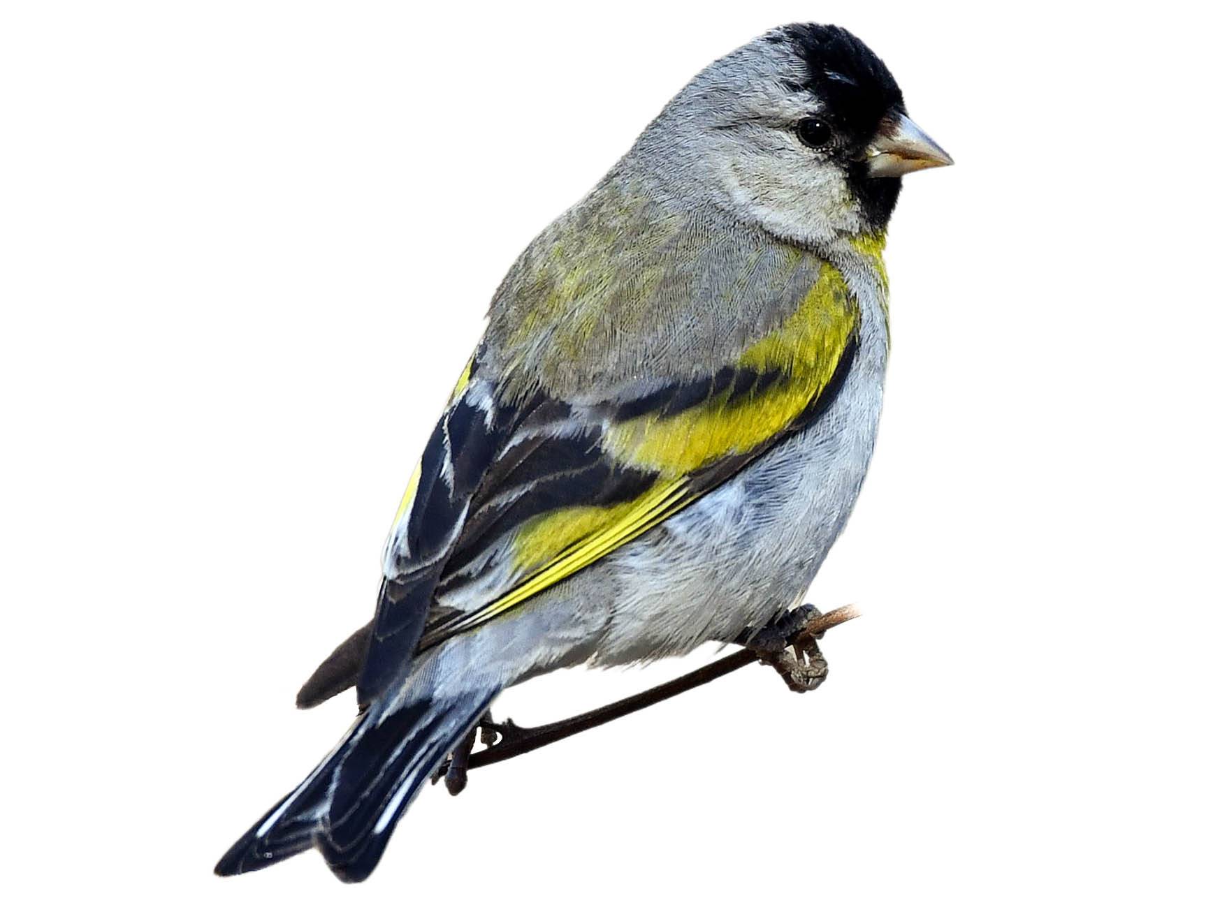 A photo of a Lawrence's Goldfinch (Spinus lawrencei), male