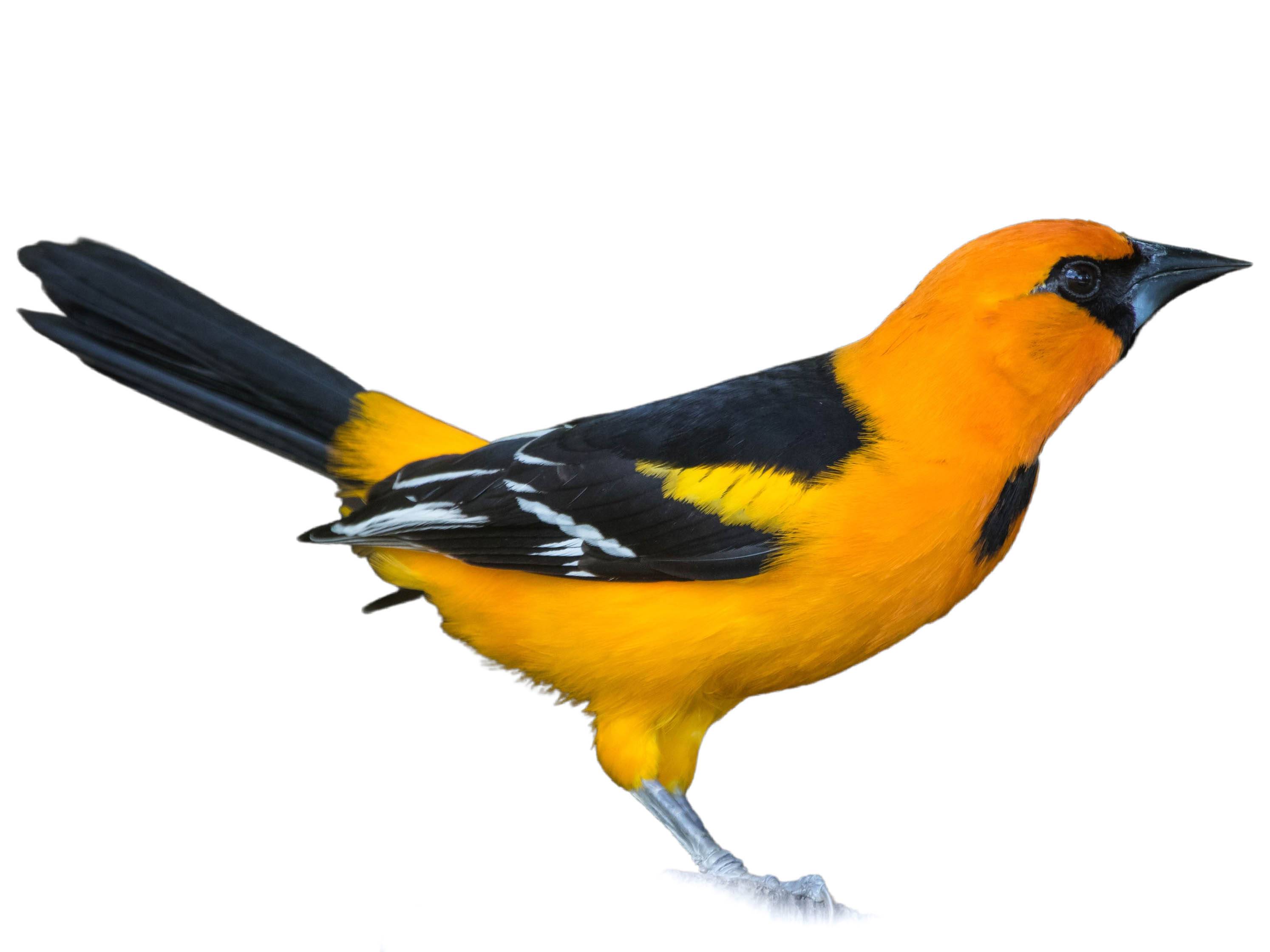 A photo of a Altamira Oriole (Icterus gularis)