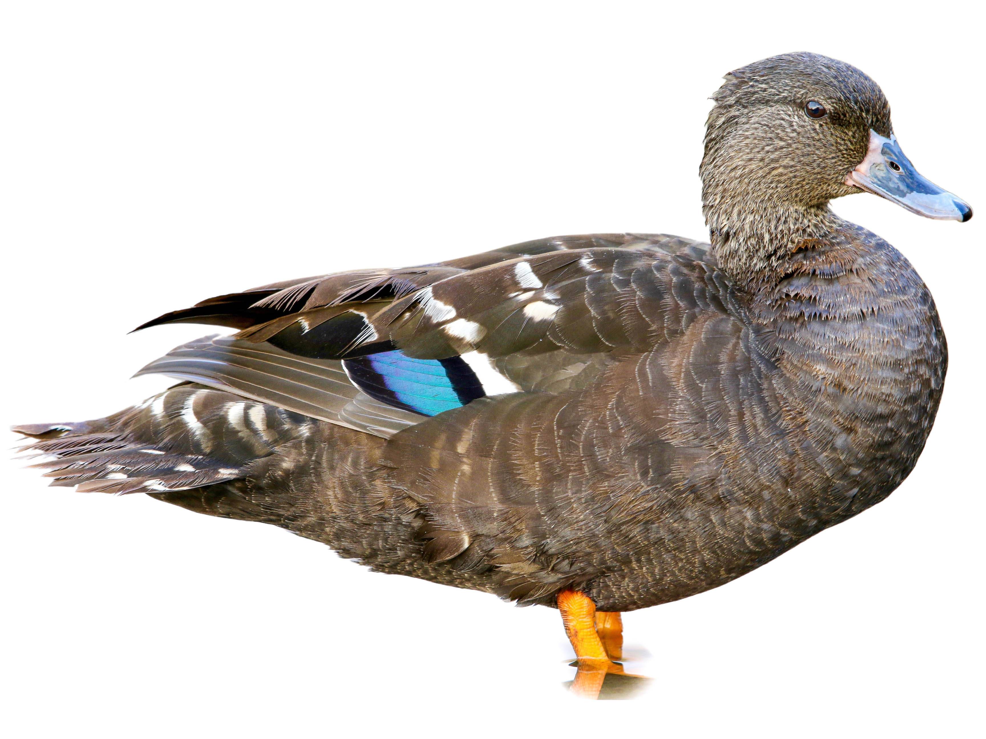 A photo of a African Black Duck (Anas sparsa)