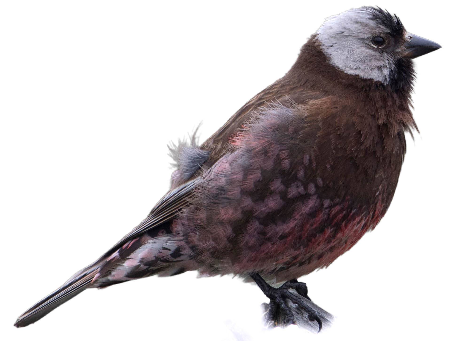 A photo of a Grey-crowned Rosy Finch (Leucosticte tephrocotis), male