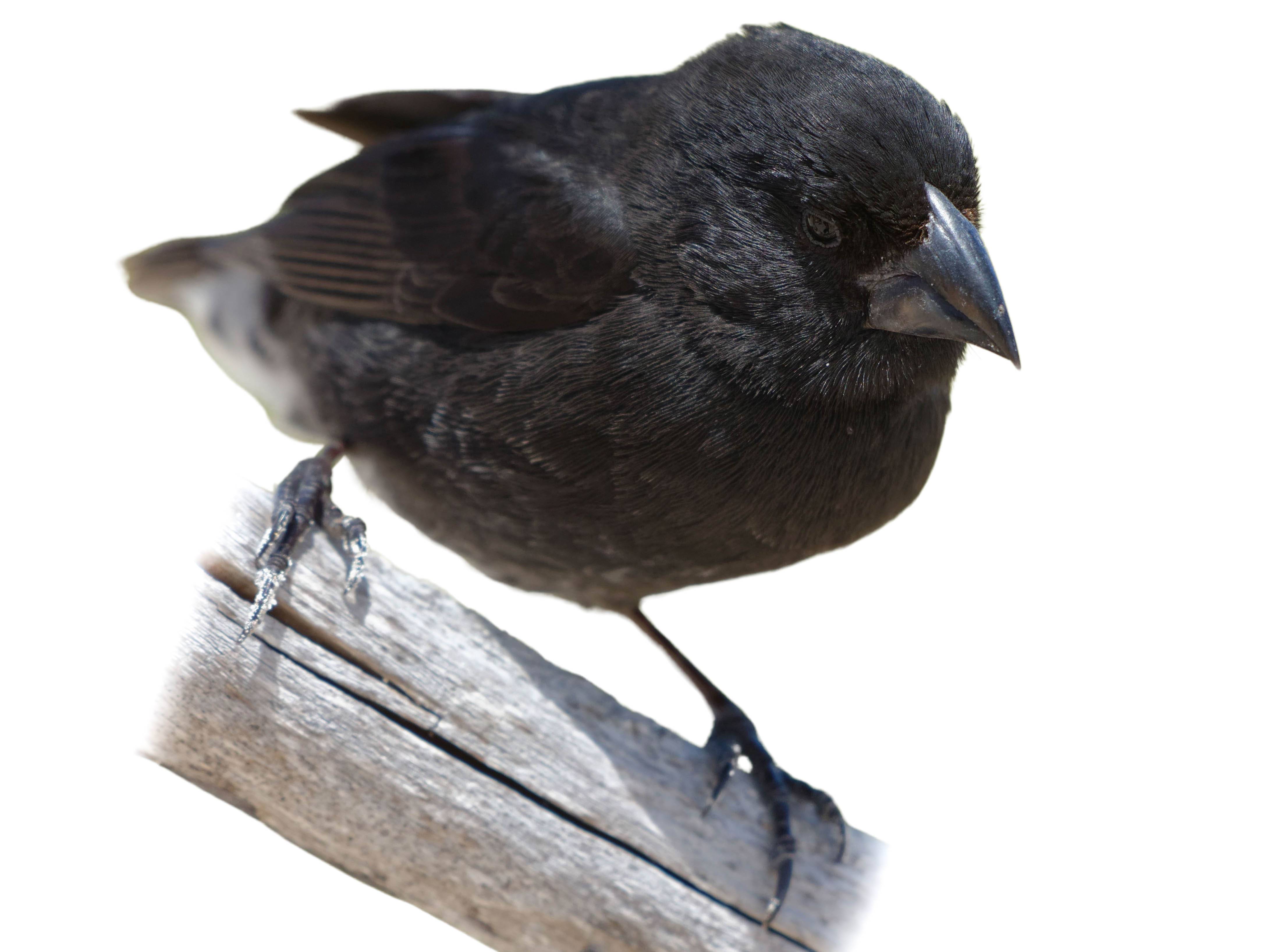 A photo of a Large Ground Finch (Geospiza magnirostris), male