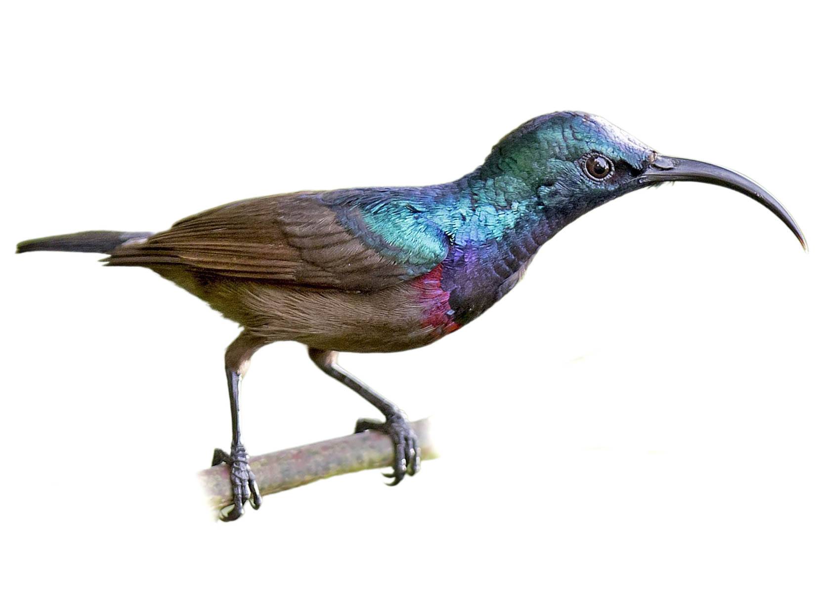 A photo of a Loten's Sunbird (Cinnyris lotenius), male