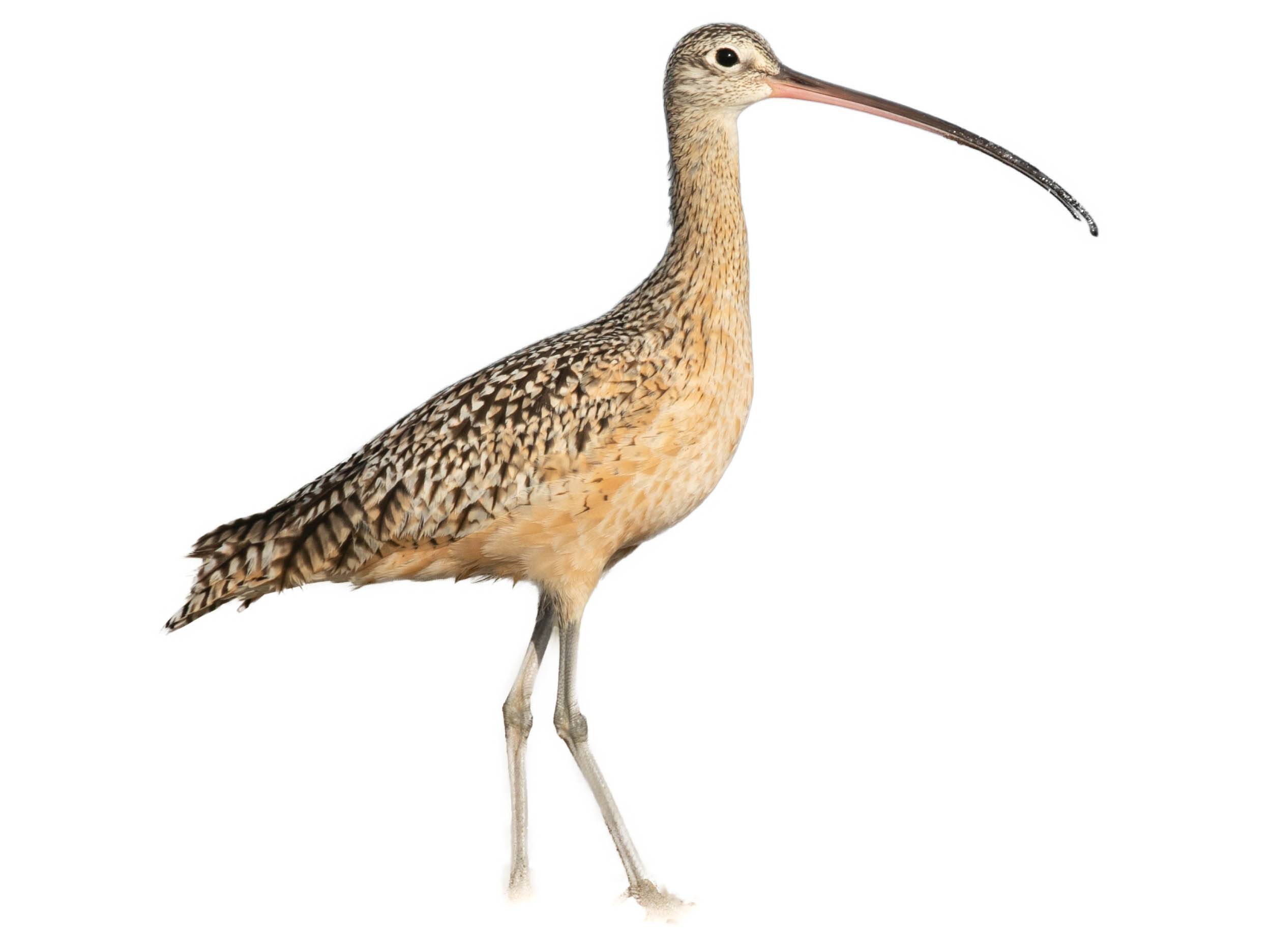 A photo of a Long-billed Curlew (Numenius americanus)