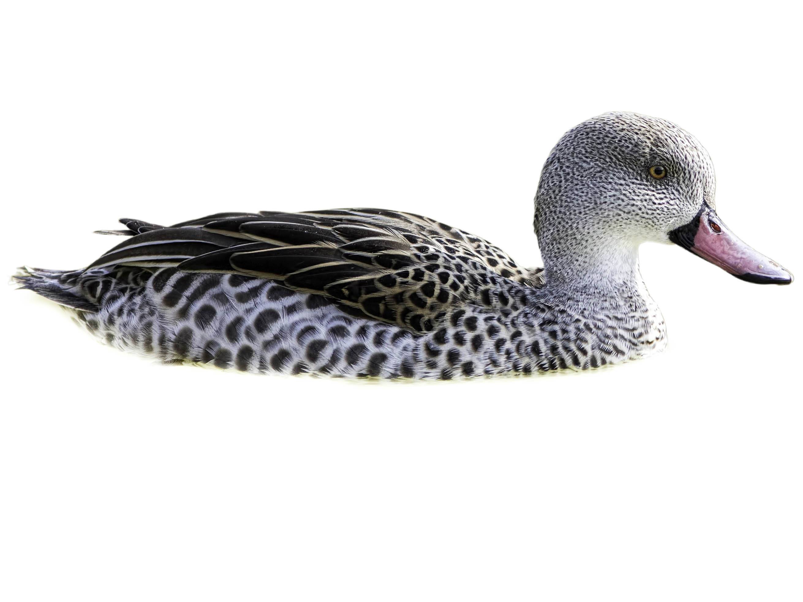 A photo of a Cape Teal (Anas capensis)