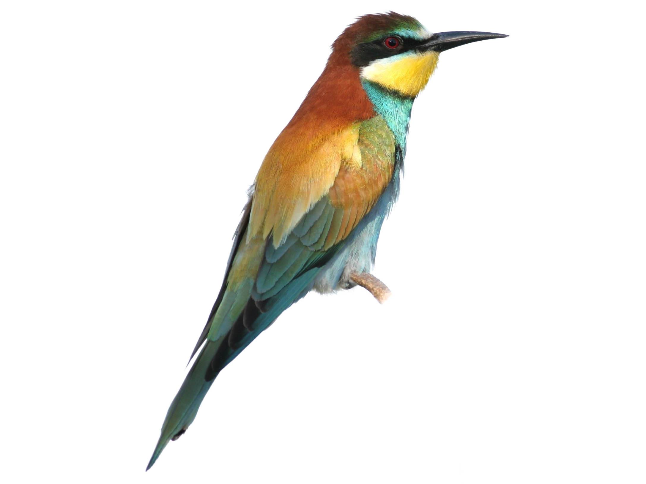 A photo of a European Bee-eater (Merops apiaster)